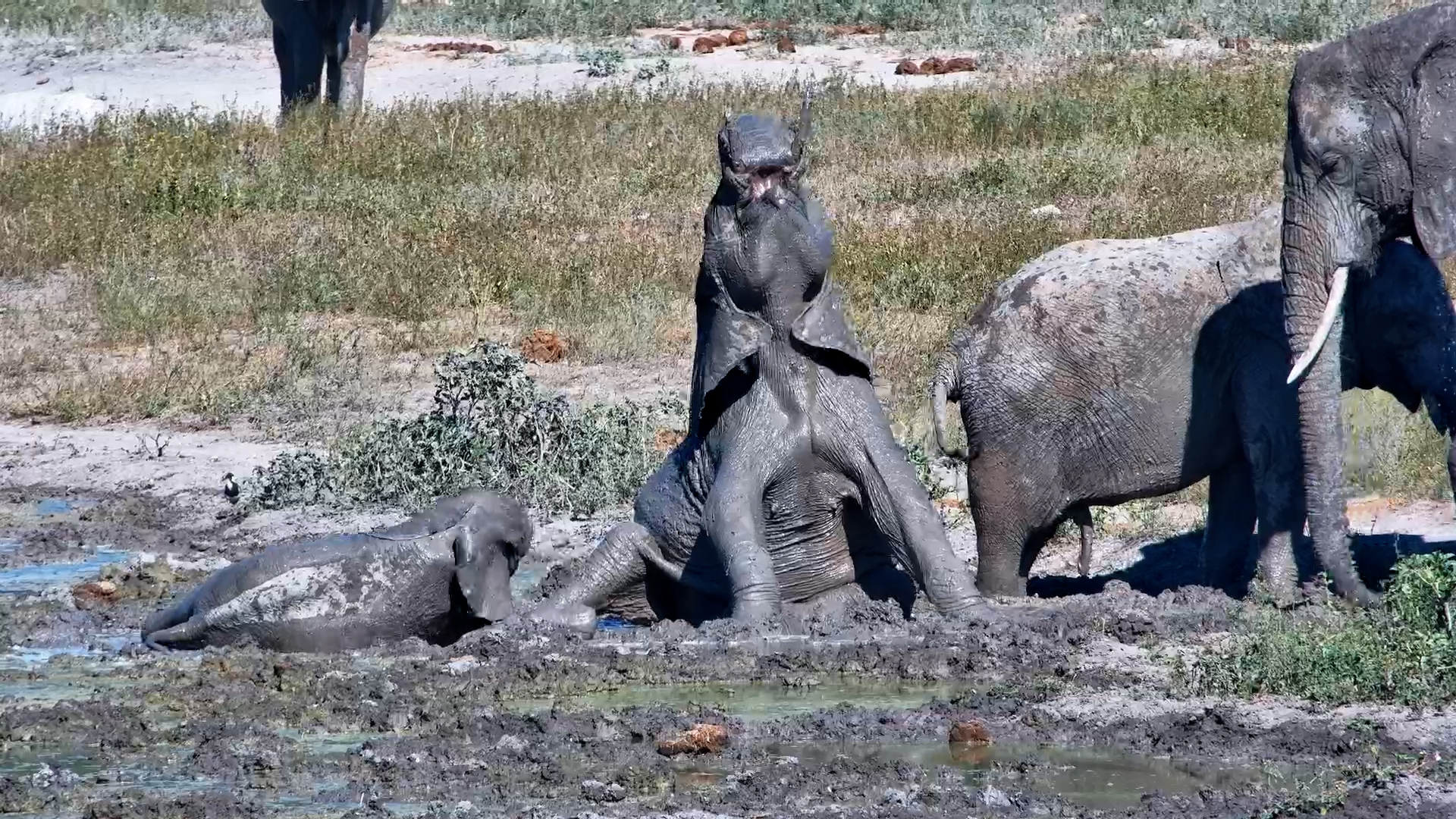 Mud Monsters in the Making