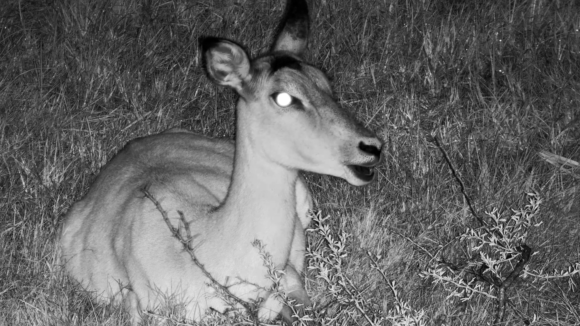 Impala Ruminates to a Frog Chorus at Tembe