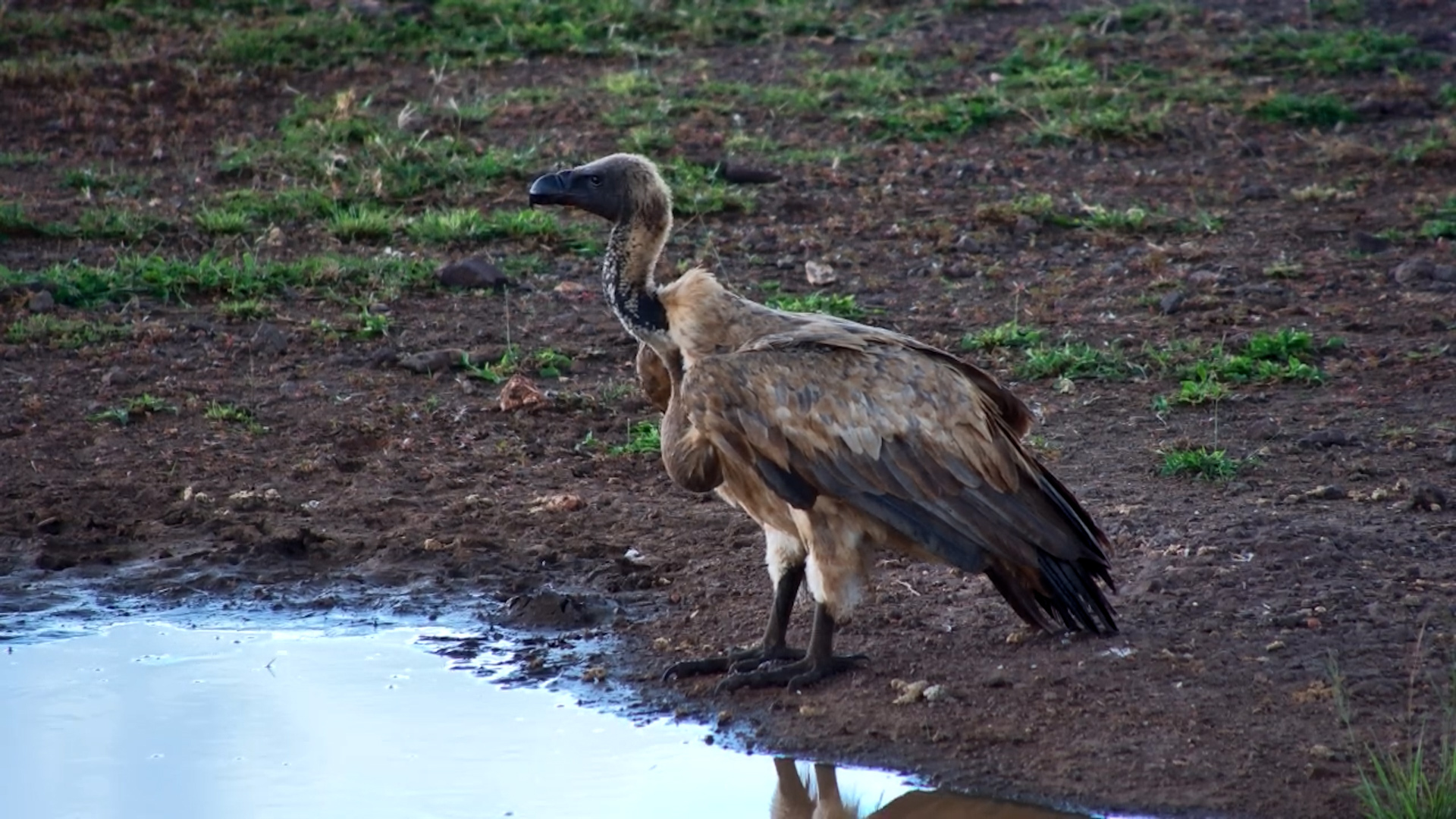 White-Backed Vulture Up Close