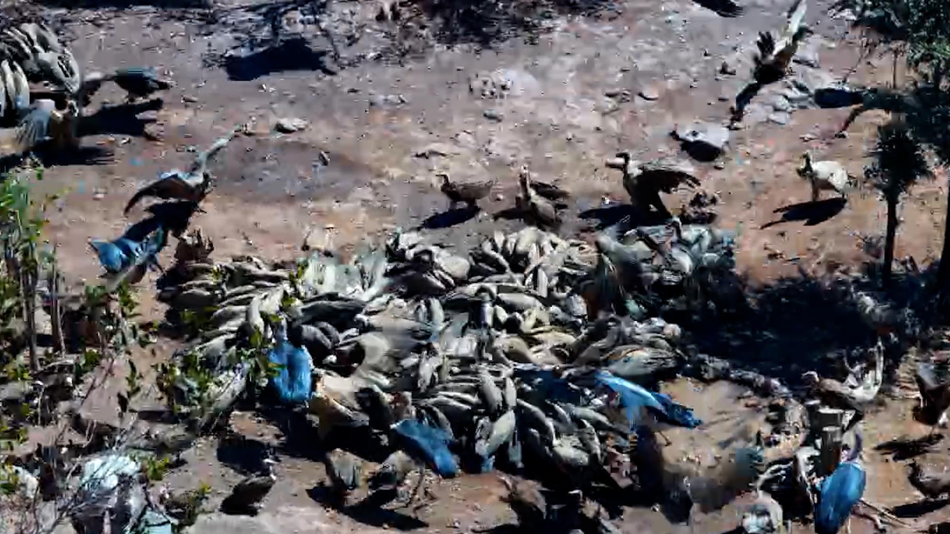 Vulture Restaurant Opens & EVERYONE Wants Lunch!