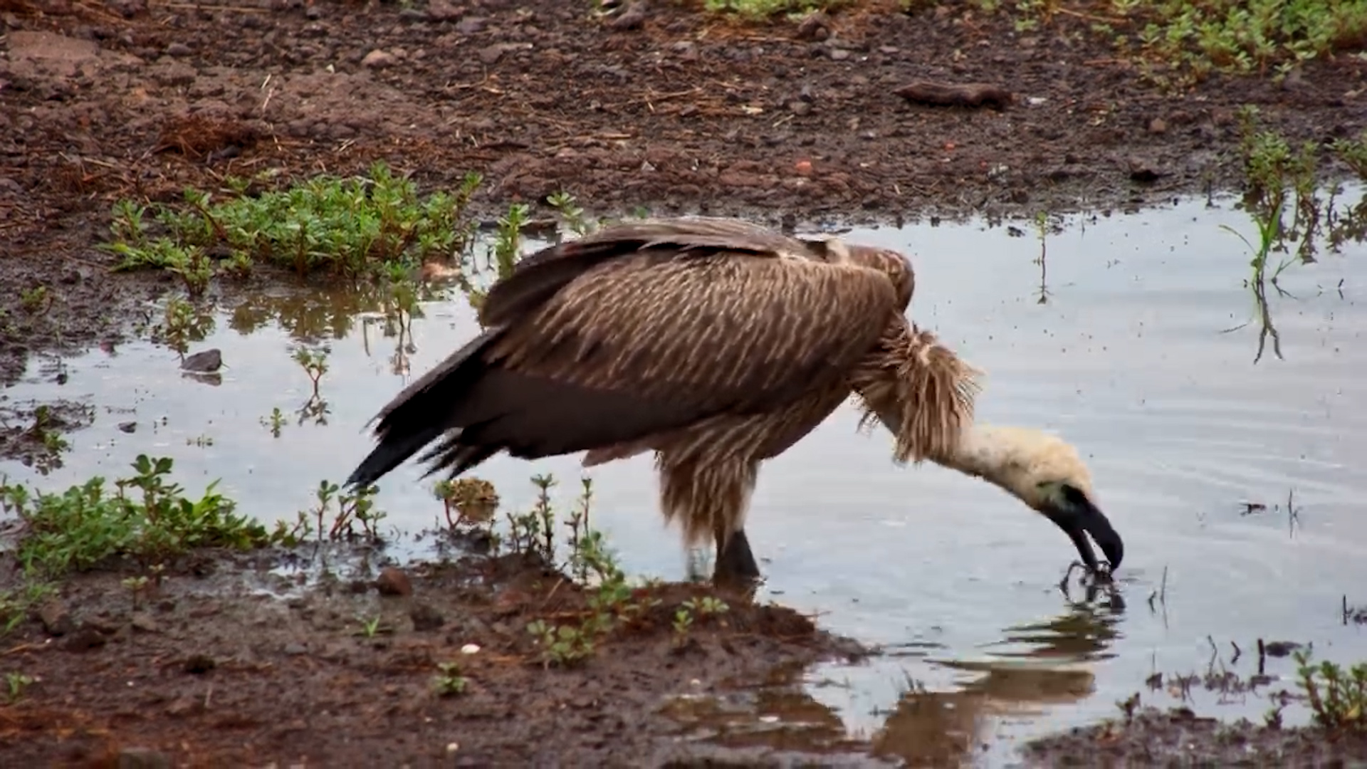 White-Backed Vulture Scavenges & Drinks at the Waterhole