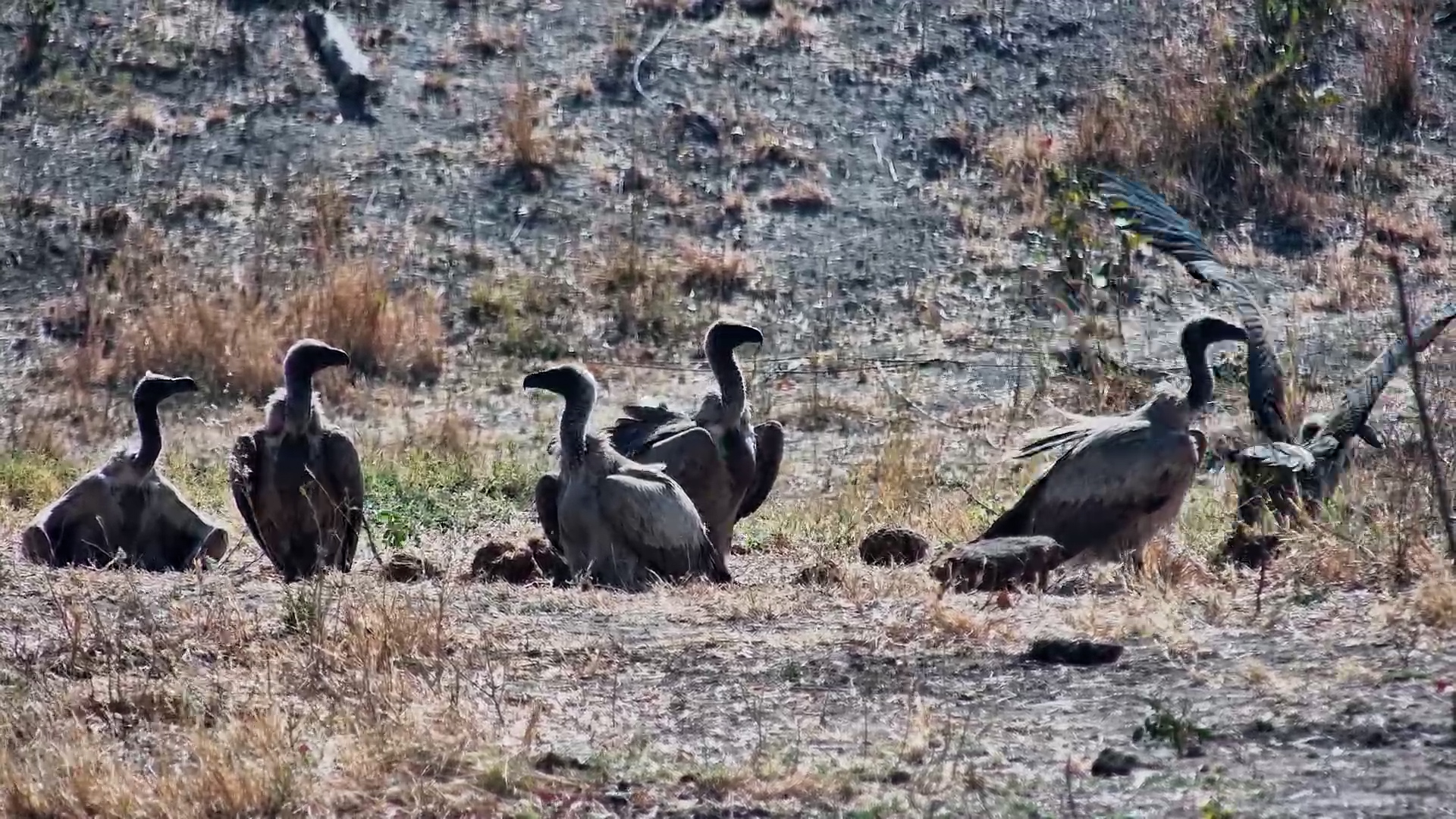 Vultures Gather at Deteema Springs