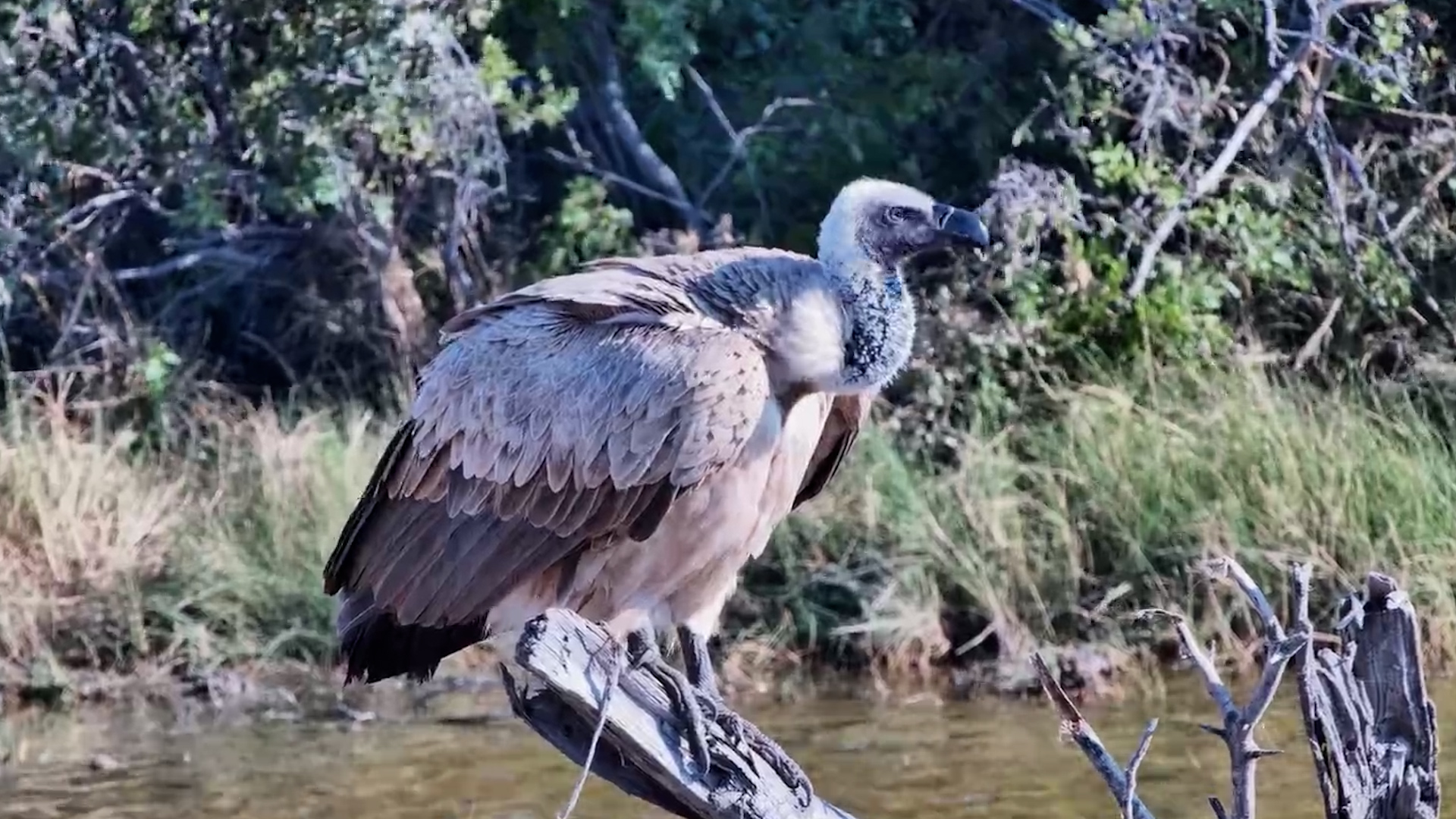 Just a Vulture Enjoying the View