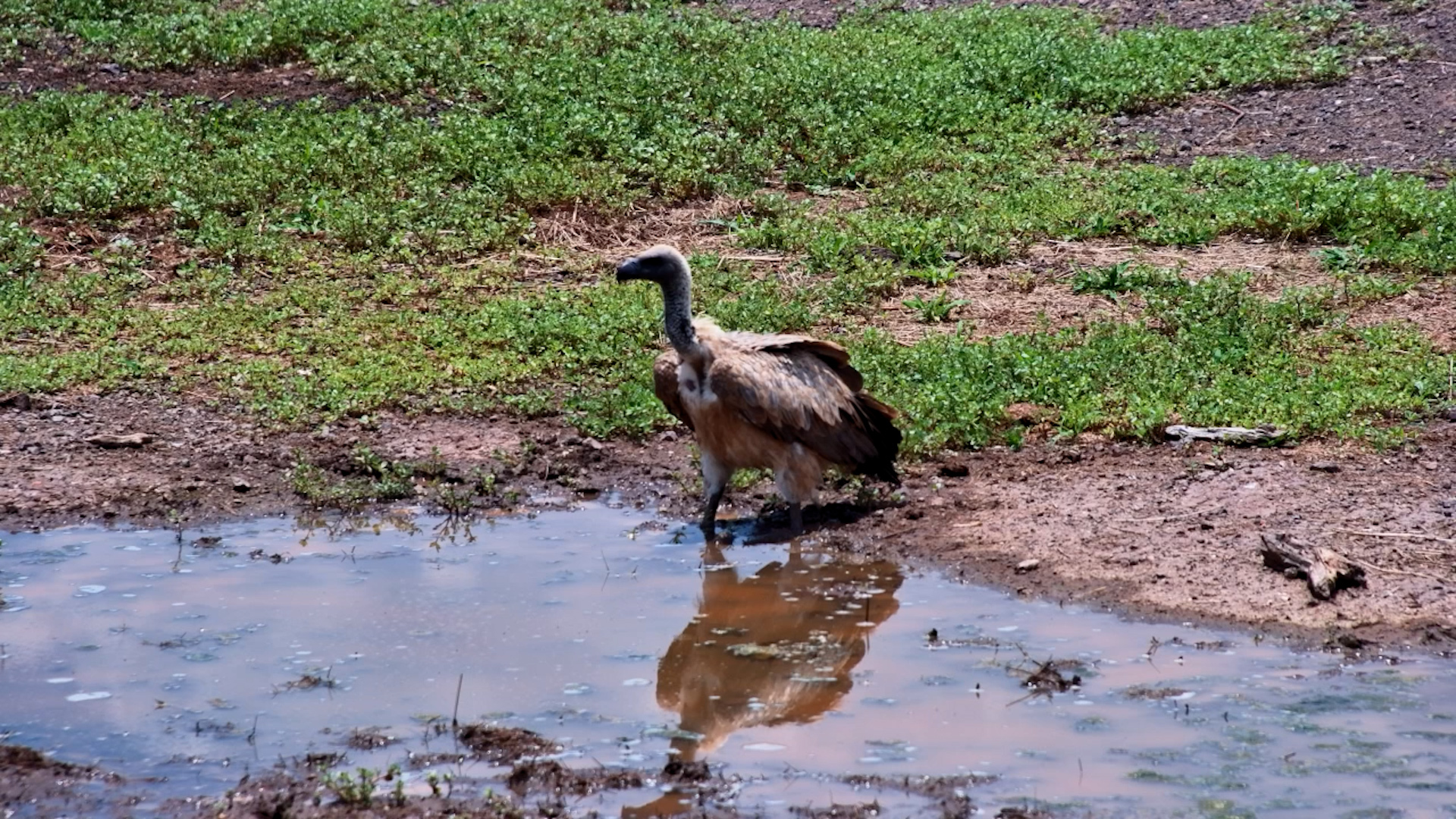 Vulture Drinks at Victoria Falls Safari Lodge