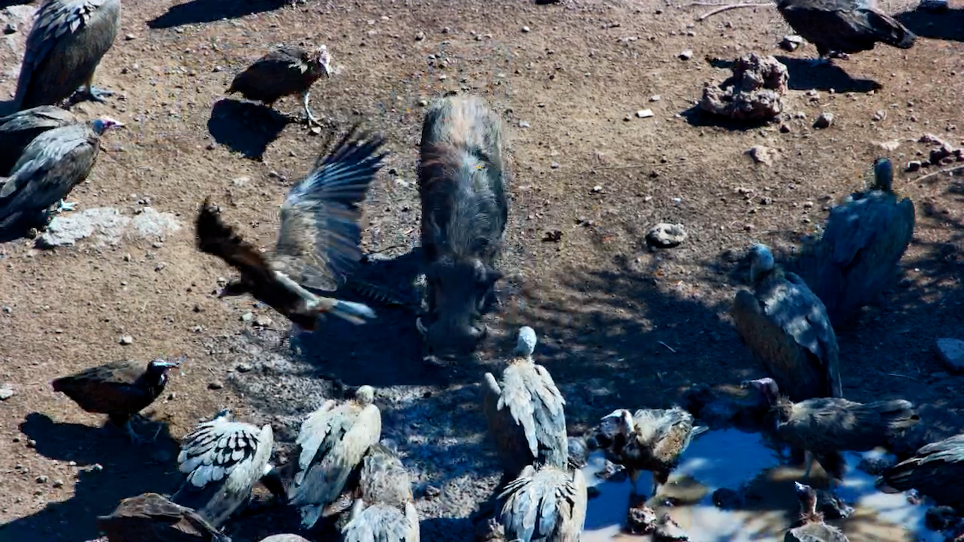 he Vulture Restaurant Was Open for Business
