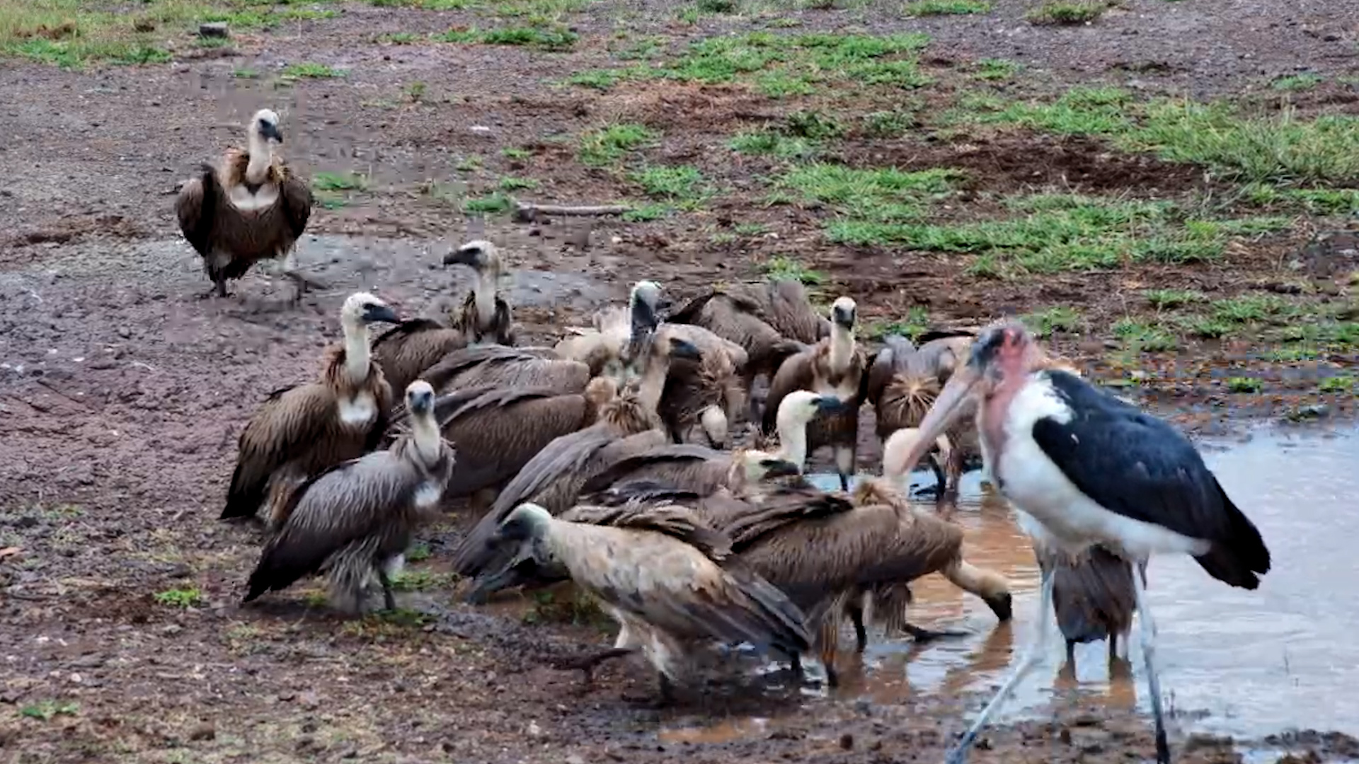 White-Backed Vultures and Marabou Stork