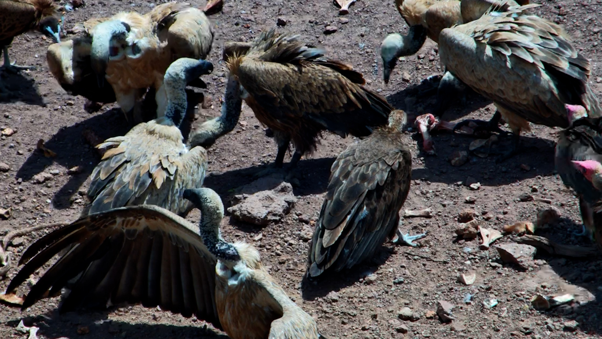 Vultures Strip the Last Scraps