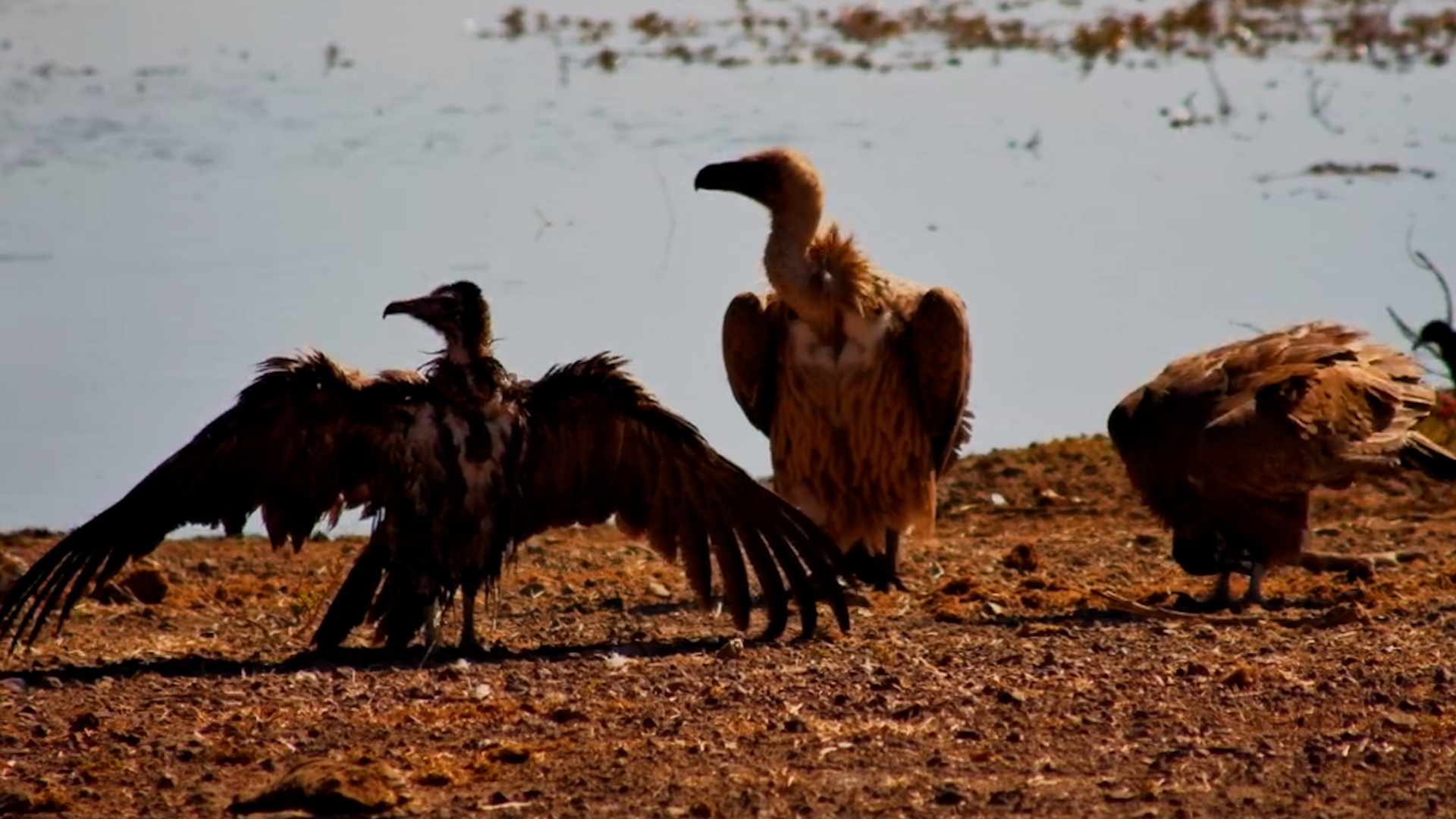 Nobody Likes Wet Feathers