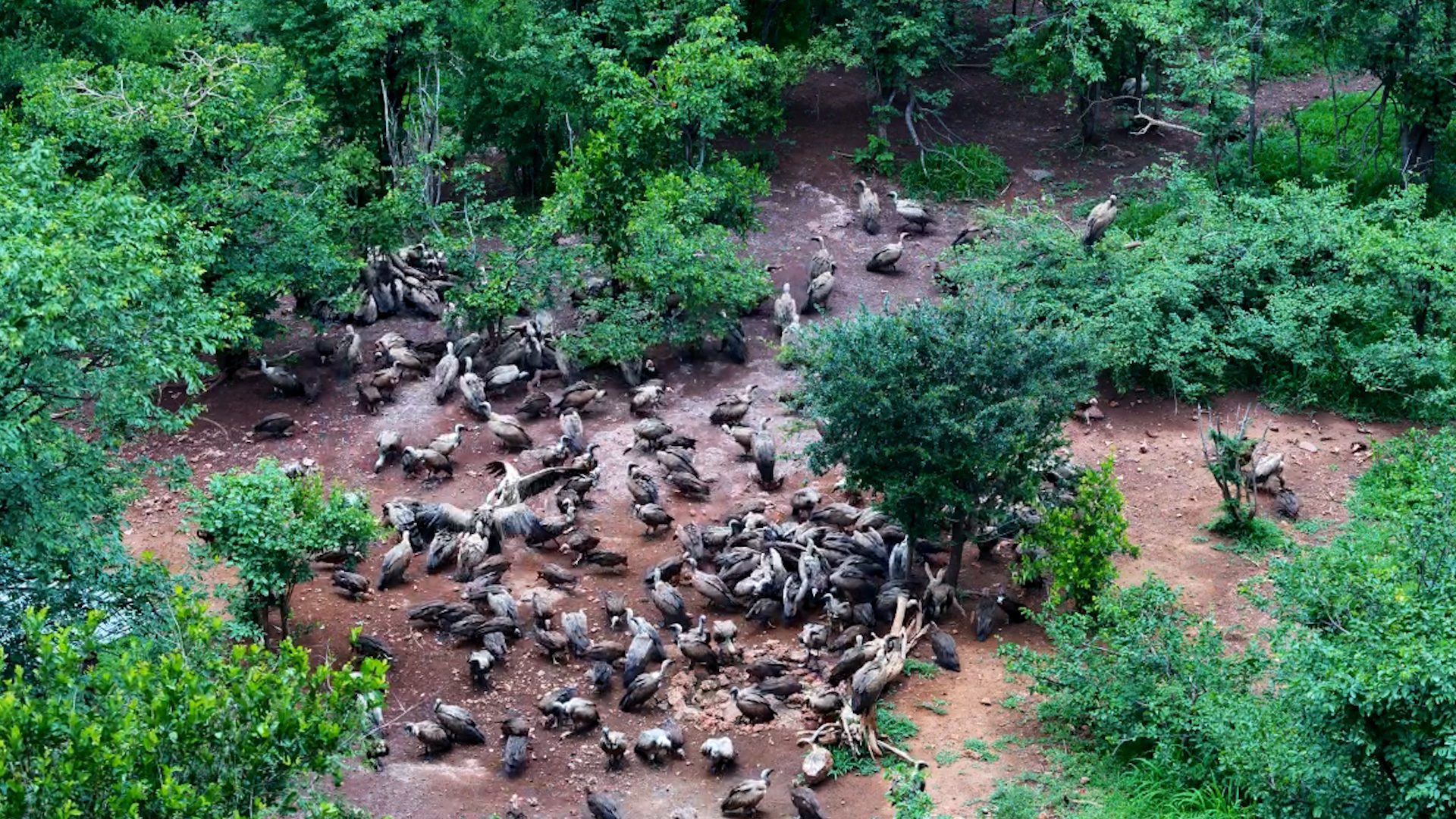 Lunch Time! Vultures Feast at Vic Falls Safari Lodge