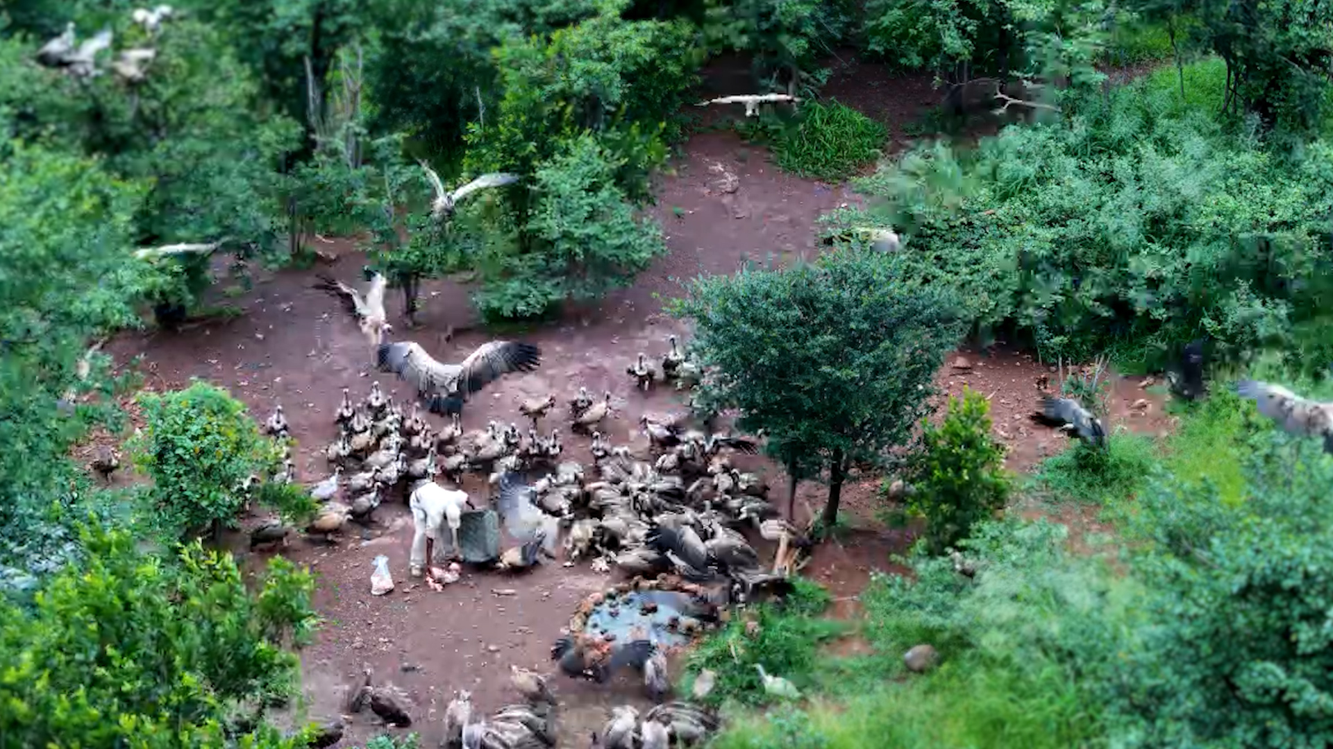 The Bone Buffet Is Open! Watch the Vultures Arrive