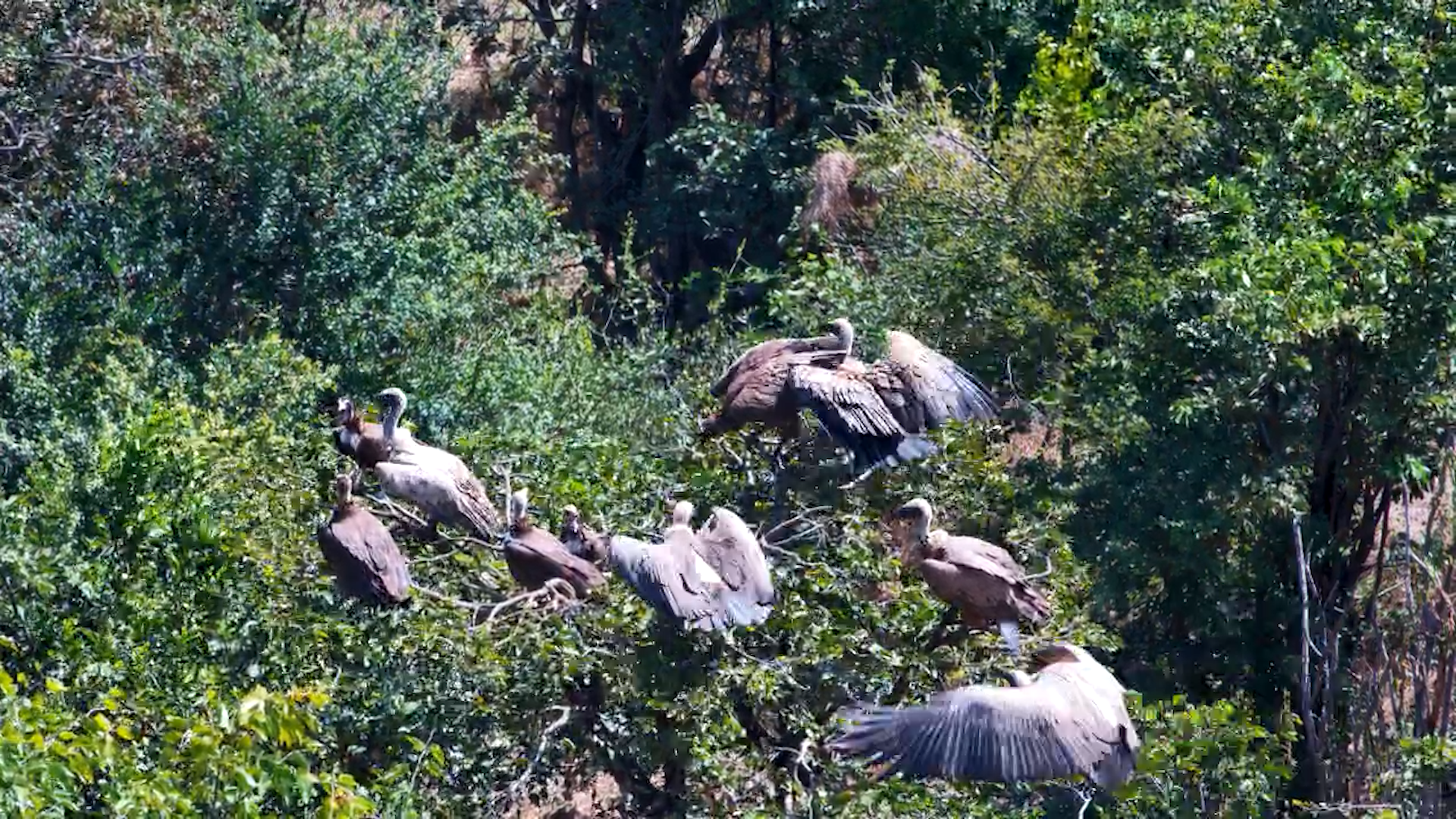 Vultures Lifting Off
