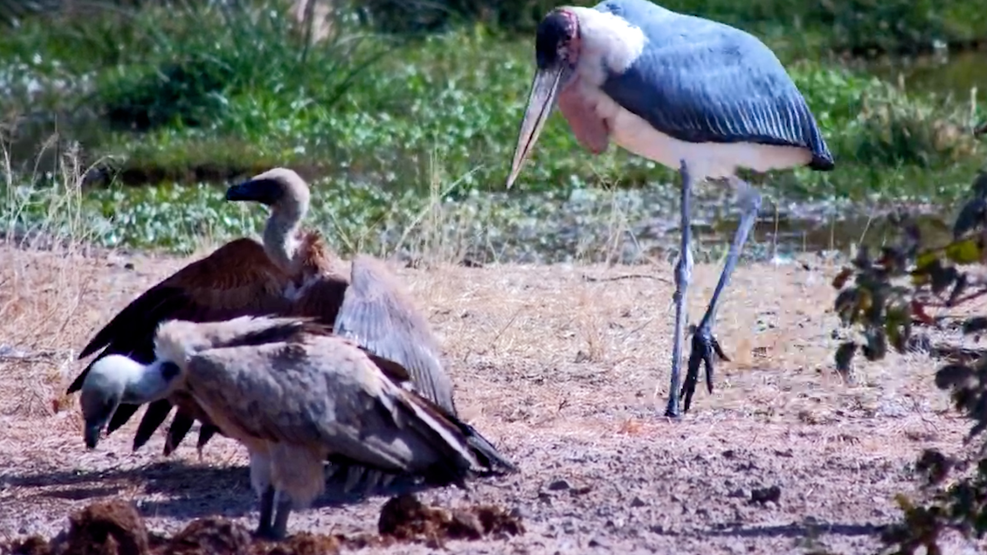Vultures Soaking Up the Sun