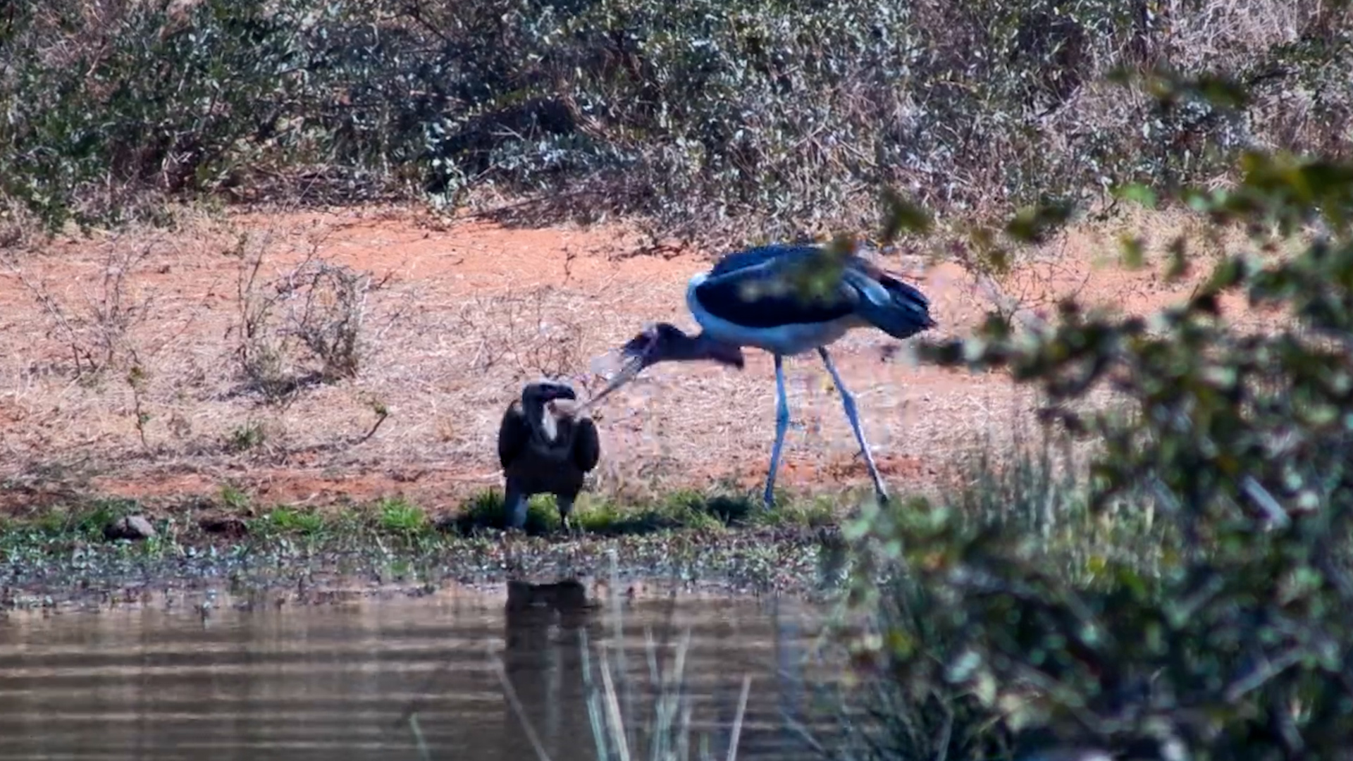 This Marabou Stork Bullied a Vulture