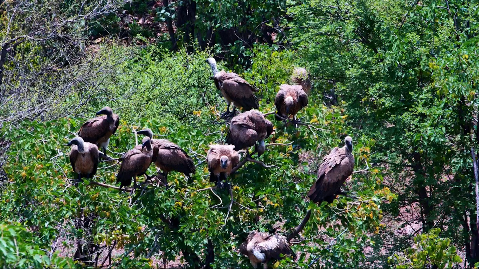 Vulture Committee Caught in a Food Coma