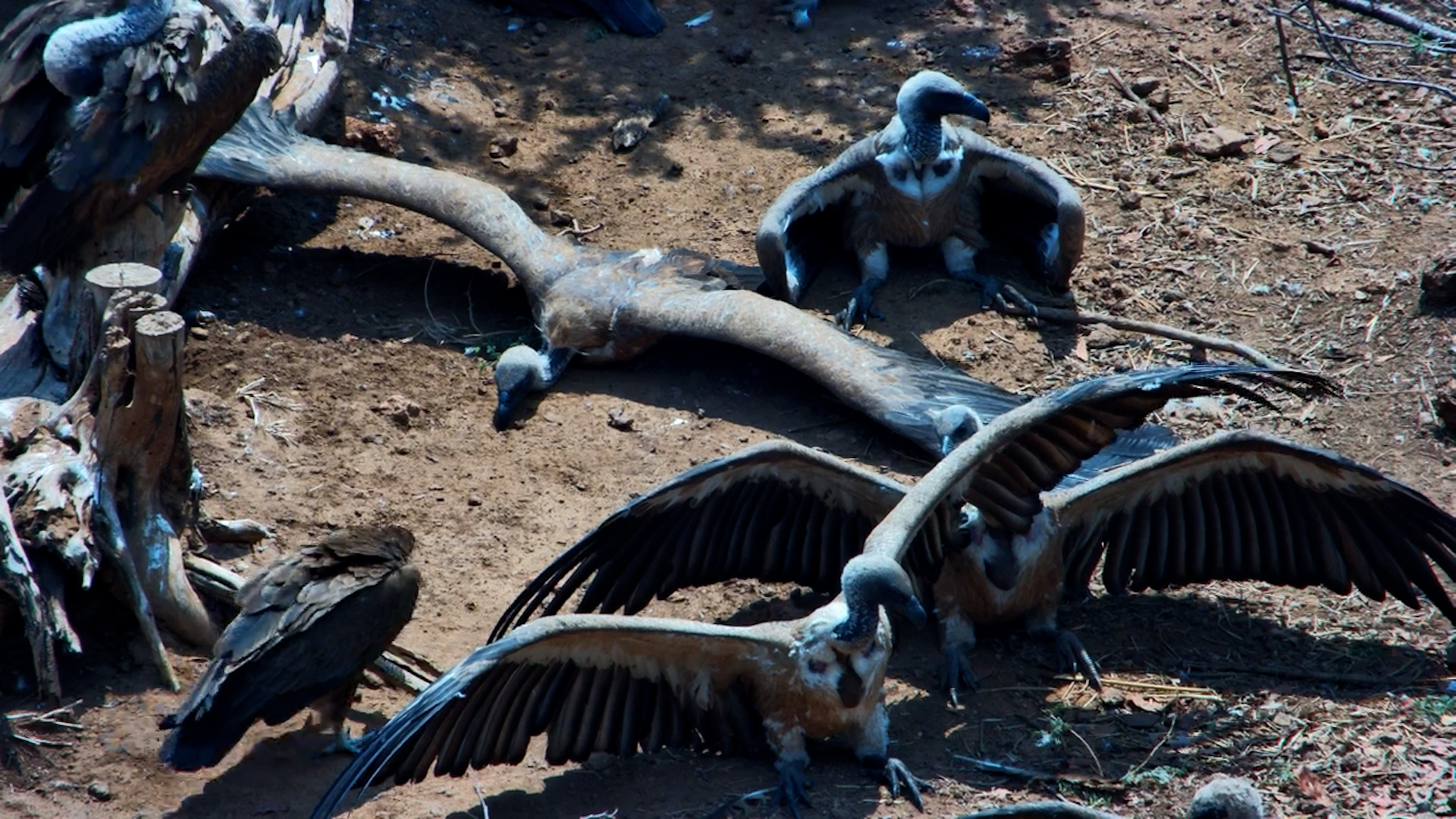 Vultures Relax and Spread Their Wings