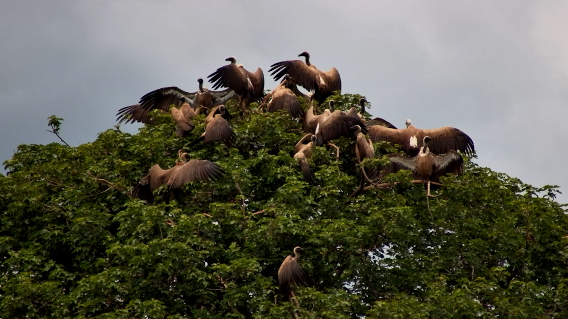 Vulture Solar Panels! White-Backed Vultures Soak Up the Sun