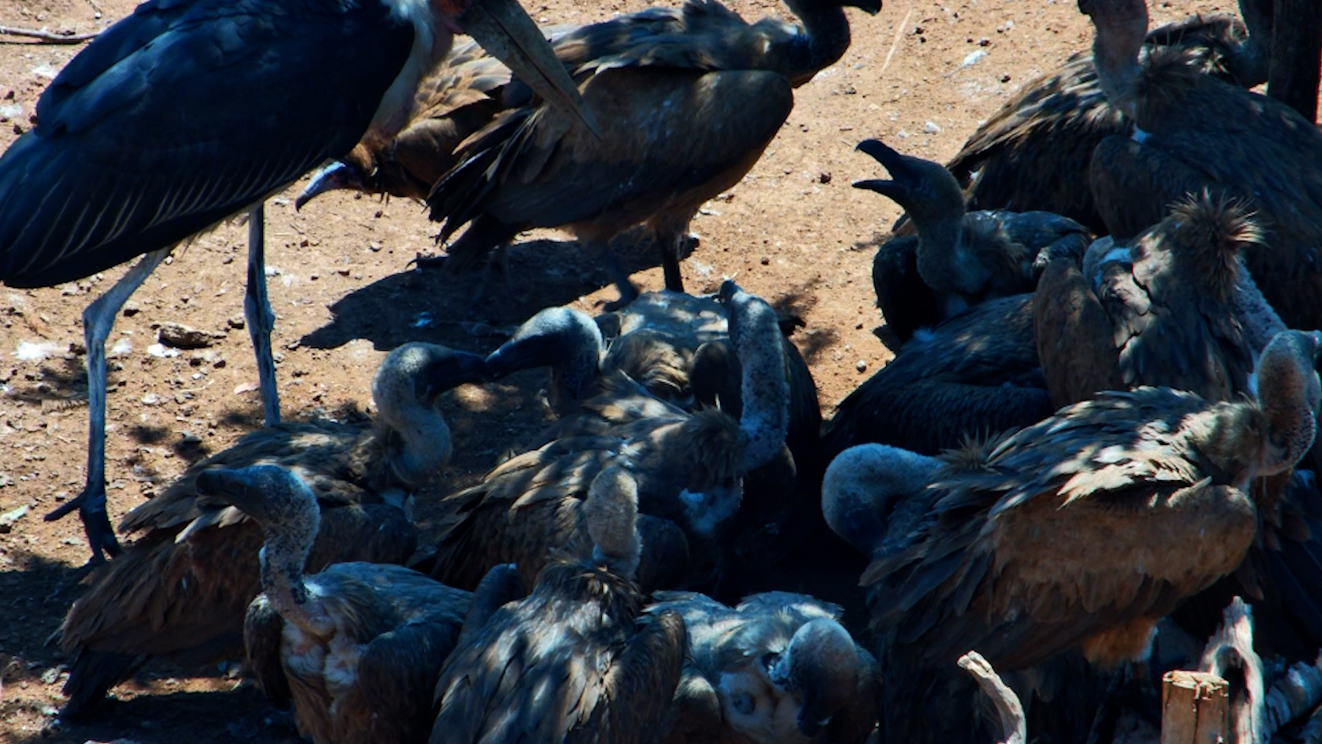 Vultures Resting in the Shade