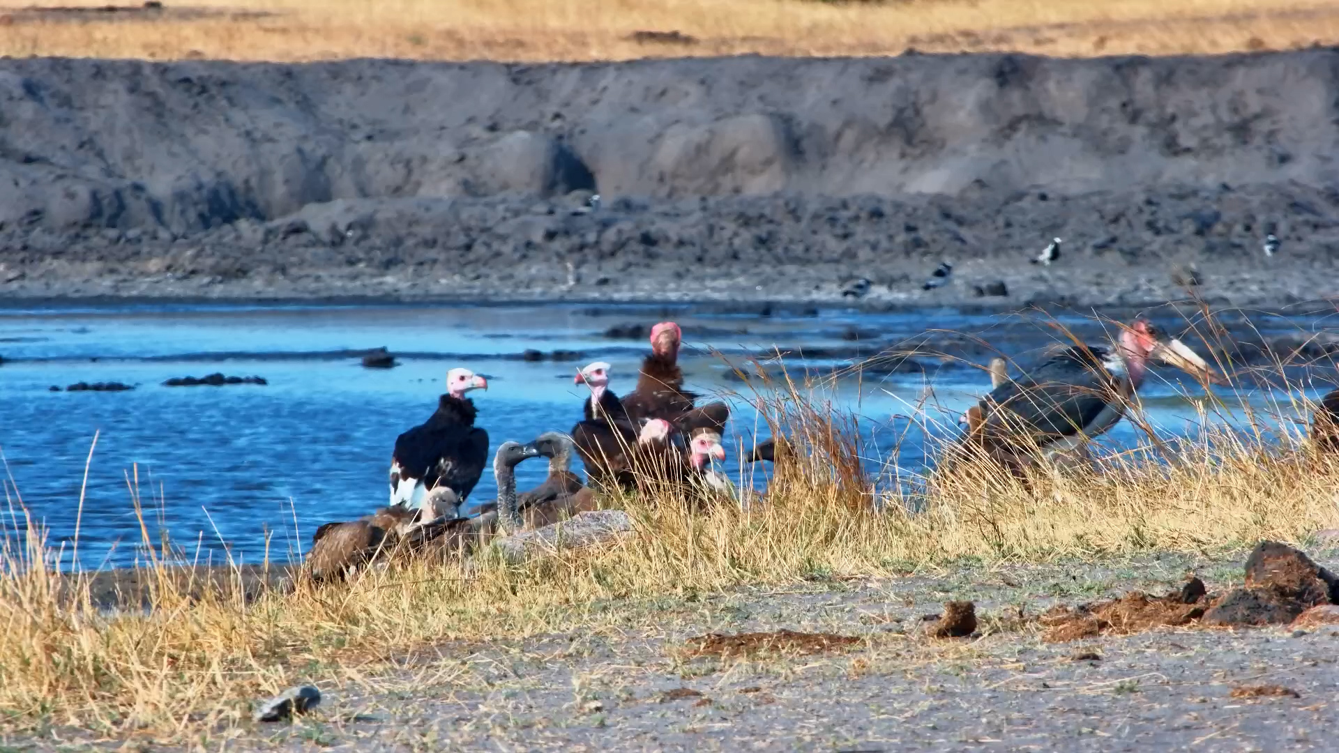 African Scavengers in Action - Vultures and Marabou Stork