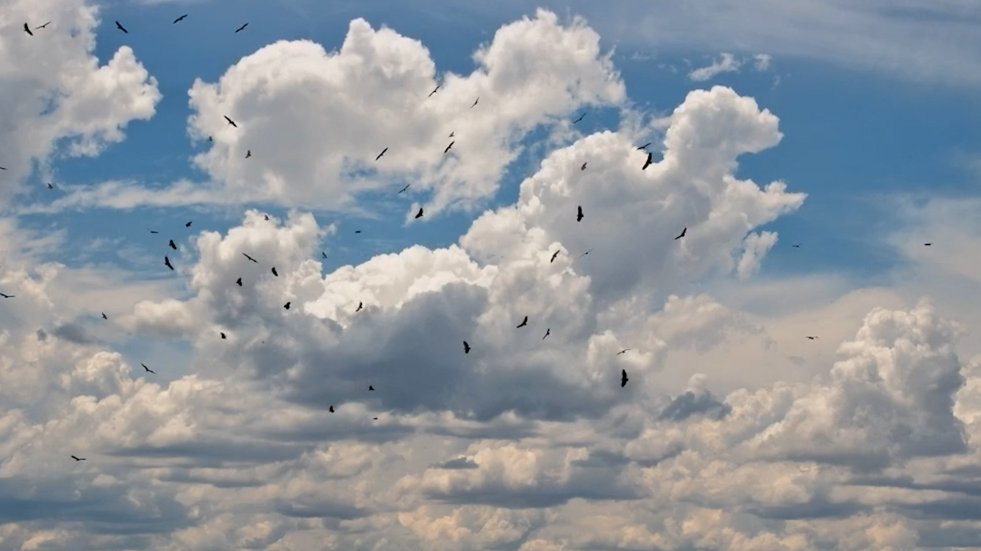 High-Flying Scavengers