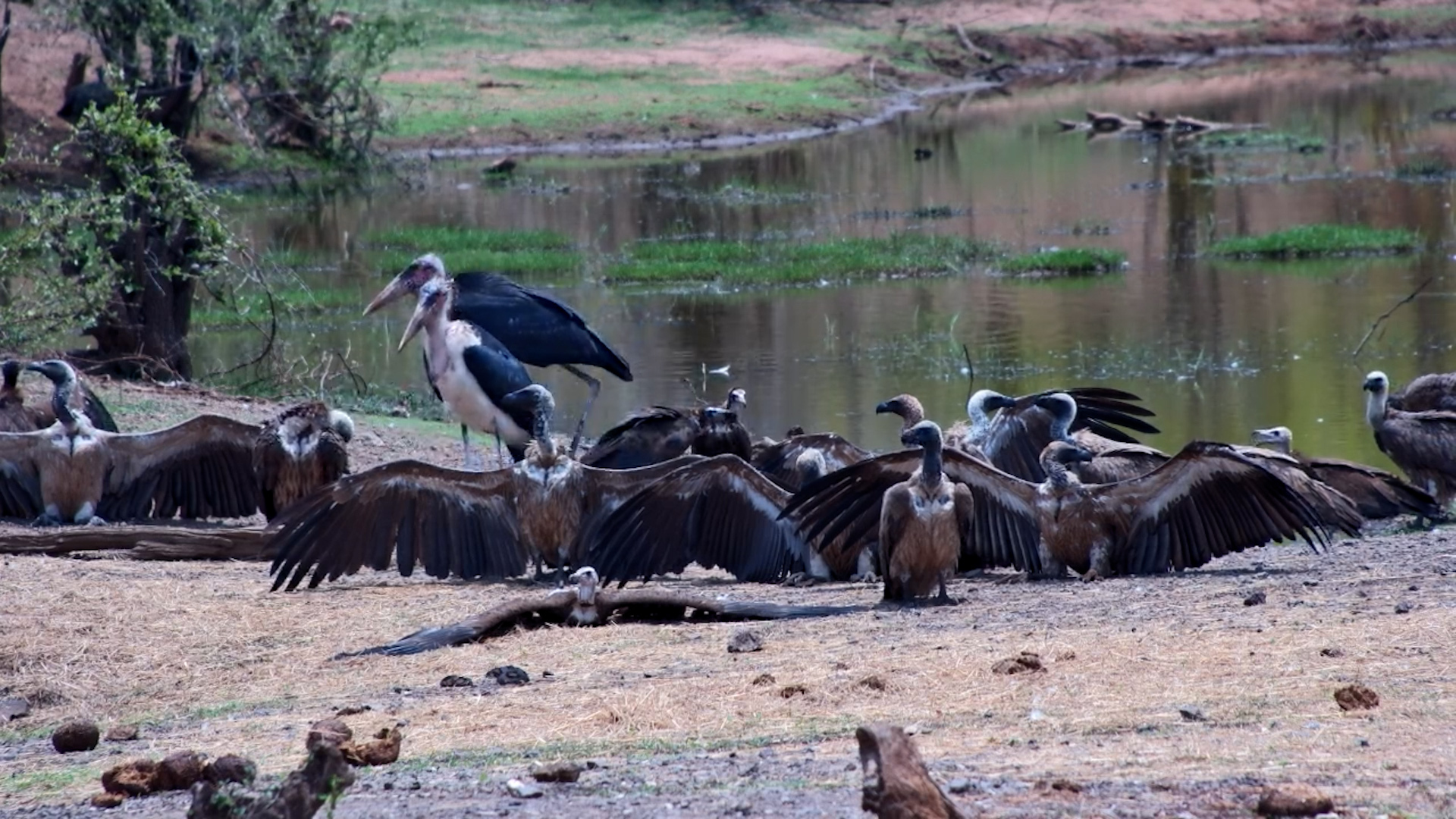 Vultures Relax at Vic Falls Safari Lodge Waterhole