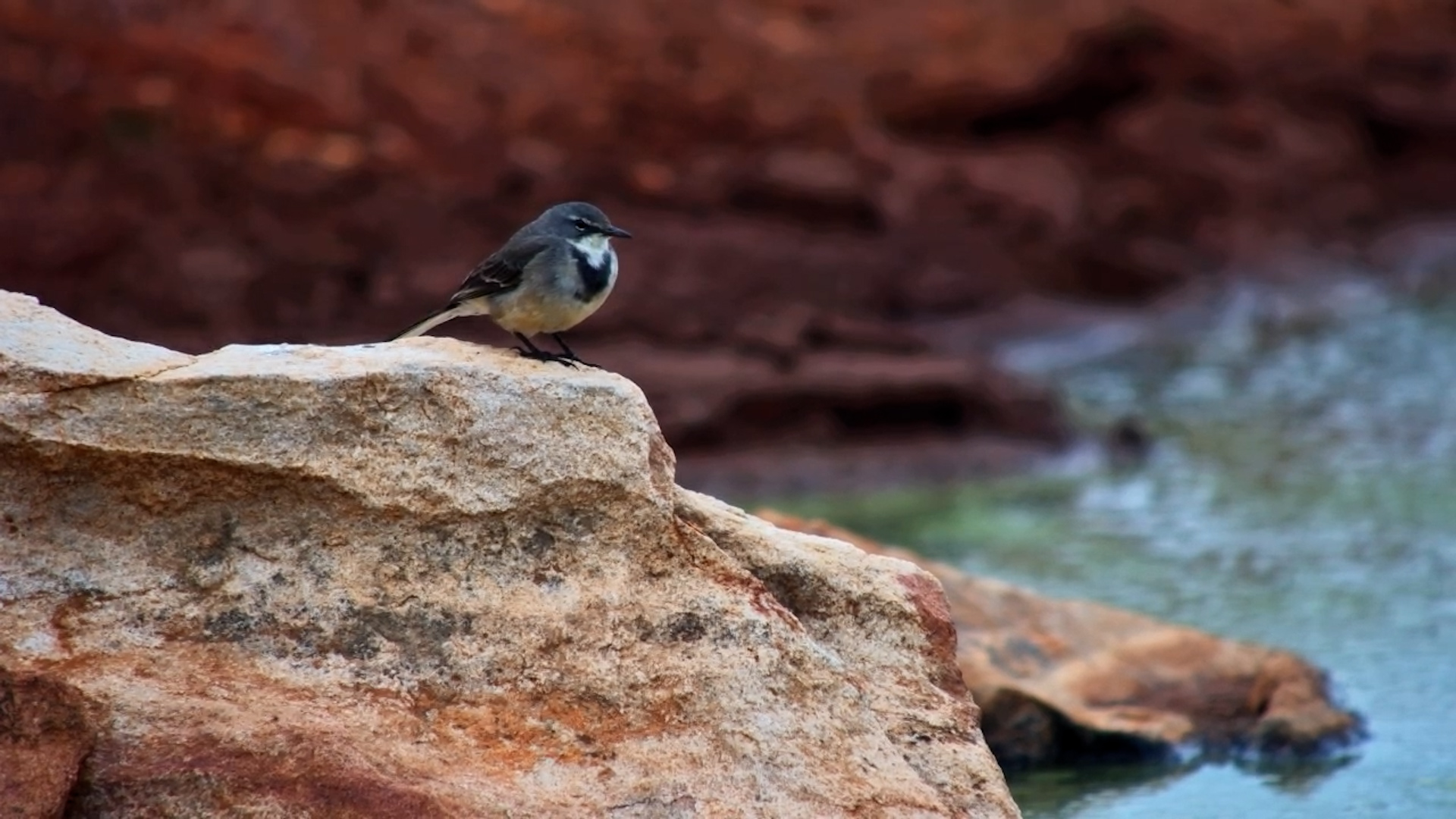 Cape Wagtail by the Water