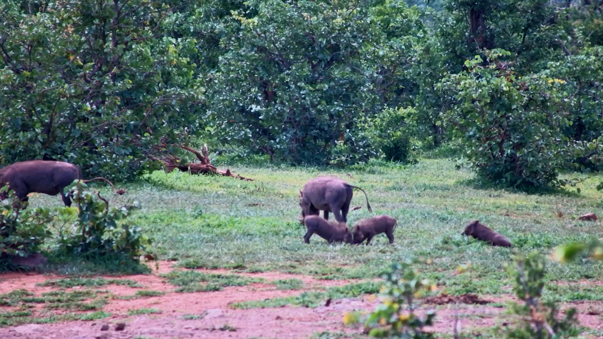 Warthogs Feed While Piglets Play