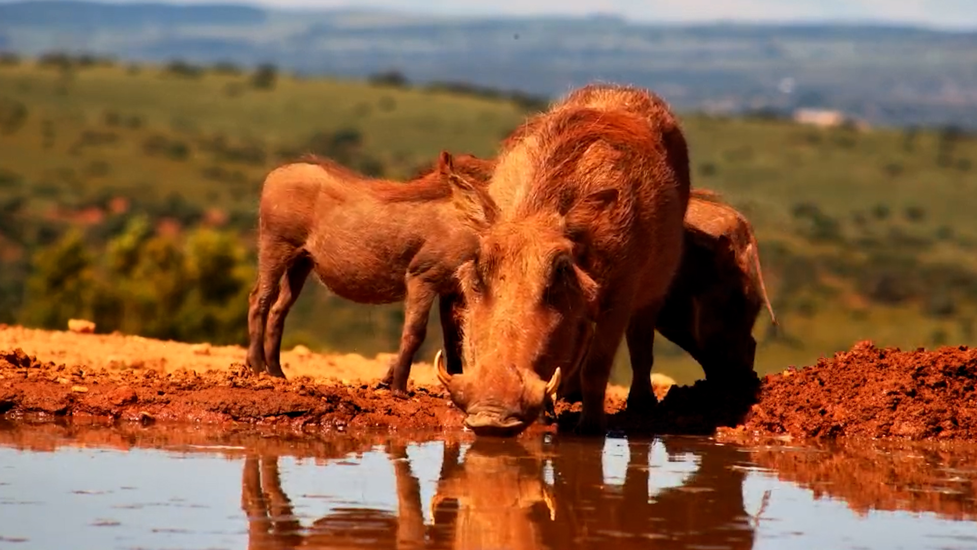 Warthog Family Hydration Station