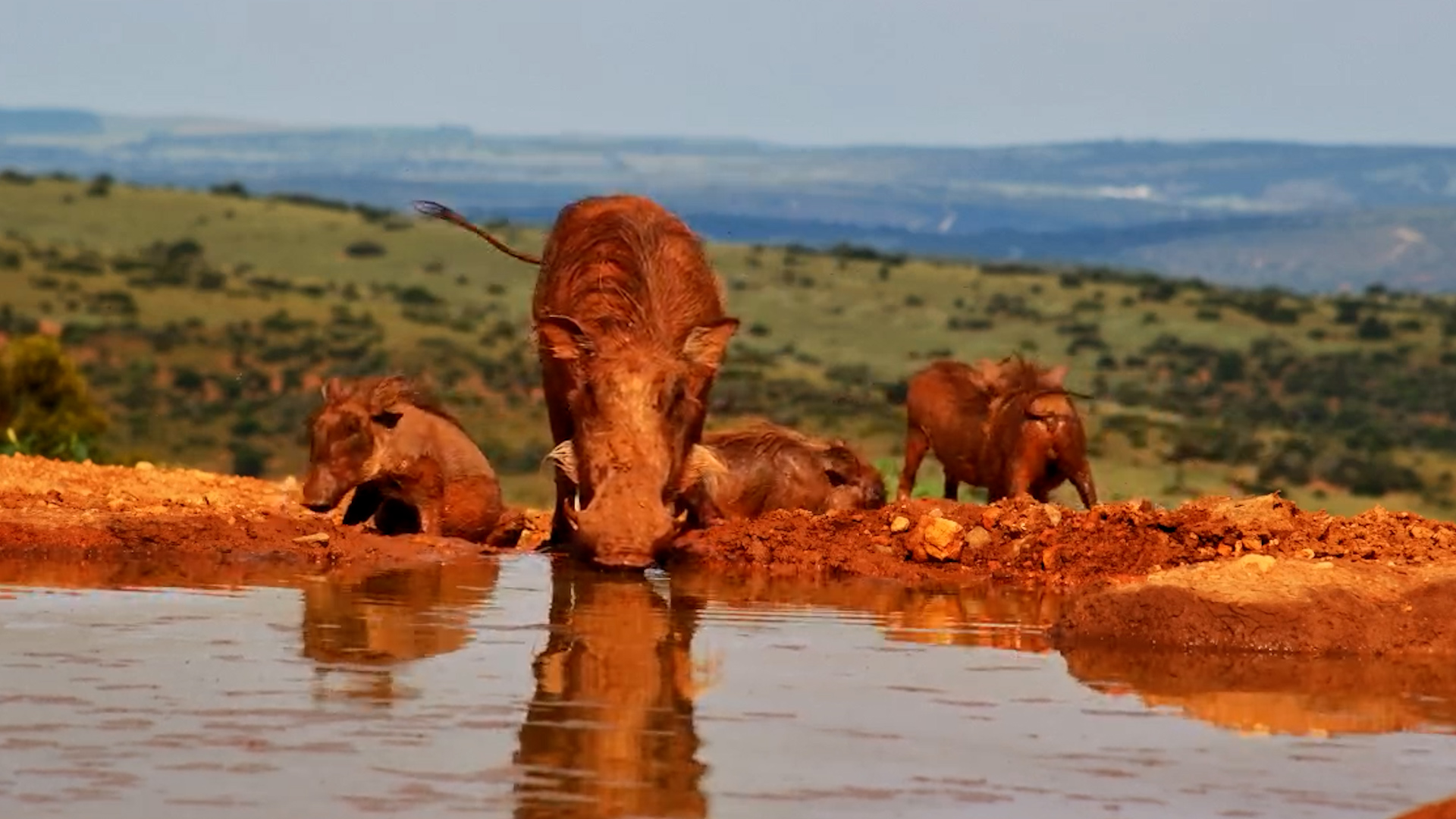 Nothing Like a Mud Bath