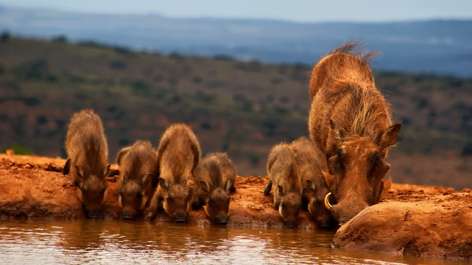 Warthog Family Arrives for a Drink
