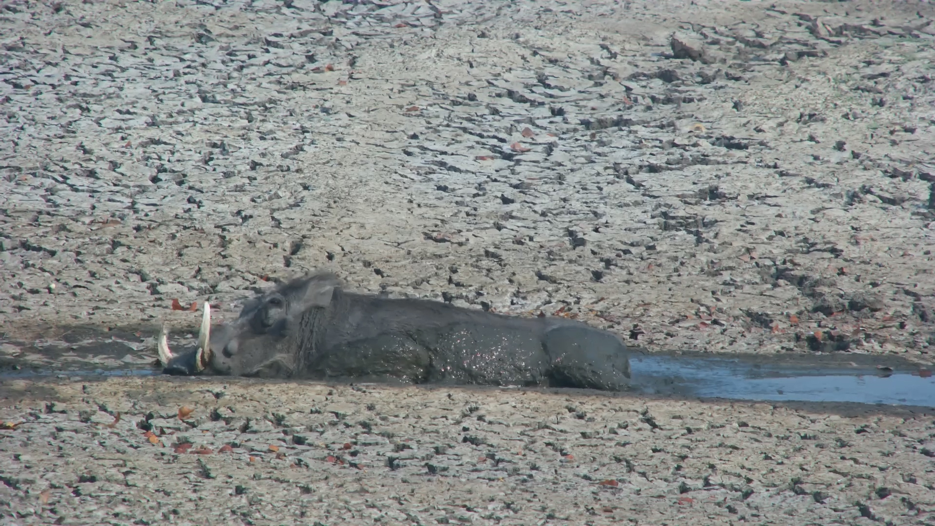 Warthog Cools Off at Twin Pan