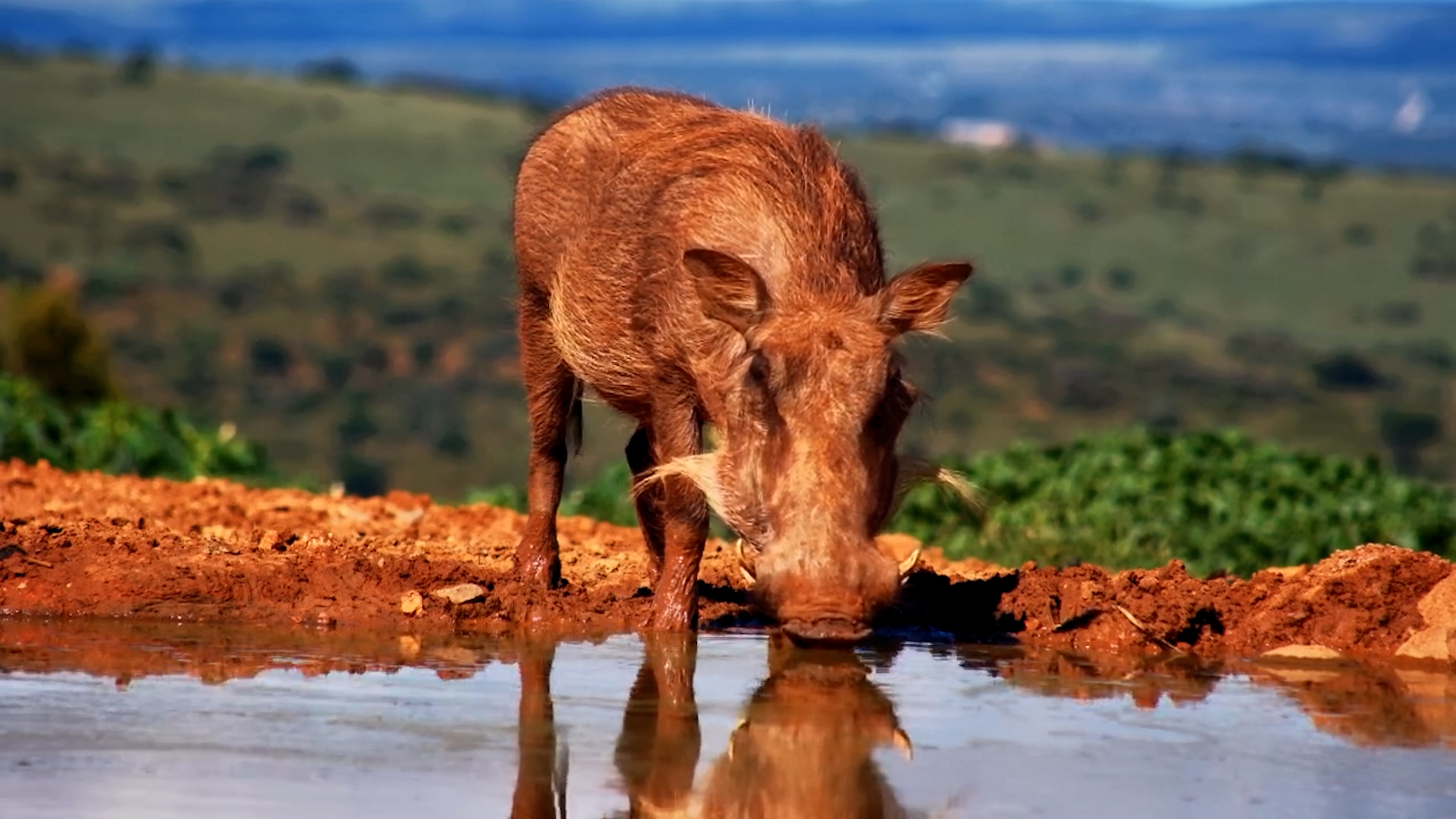 Warthogs at the Water