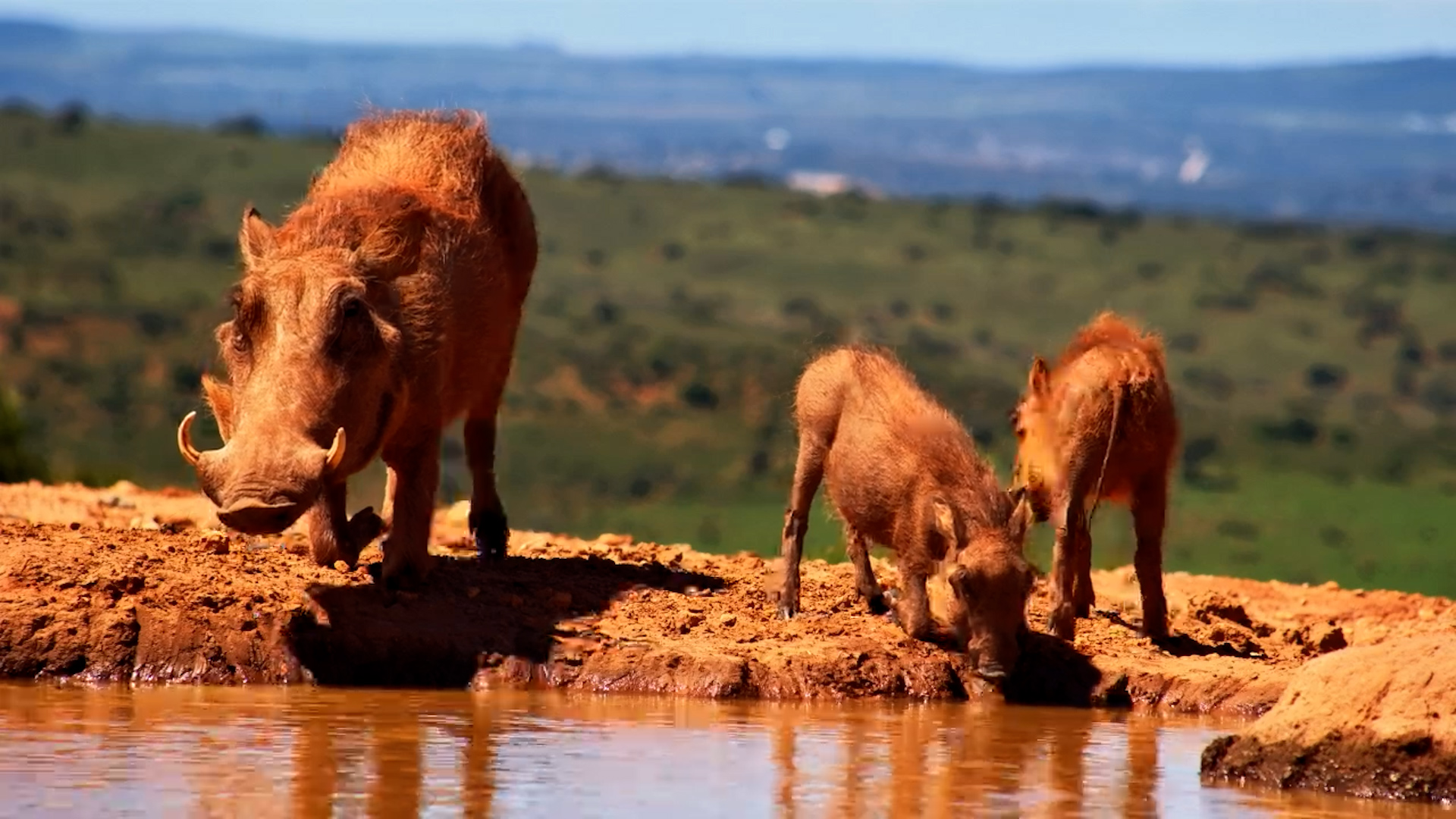 Warthog Family Time at Founders