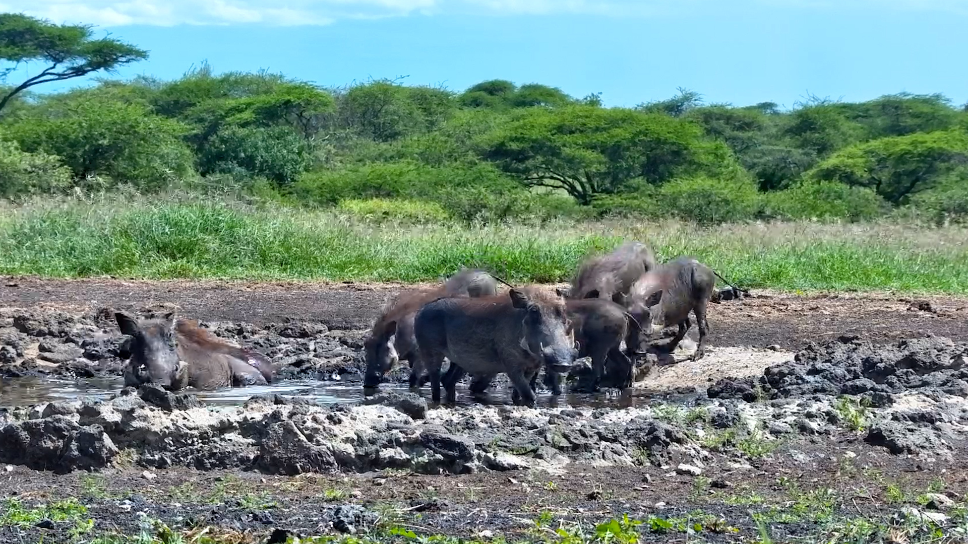 Warthogs Doing It All