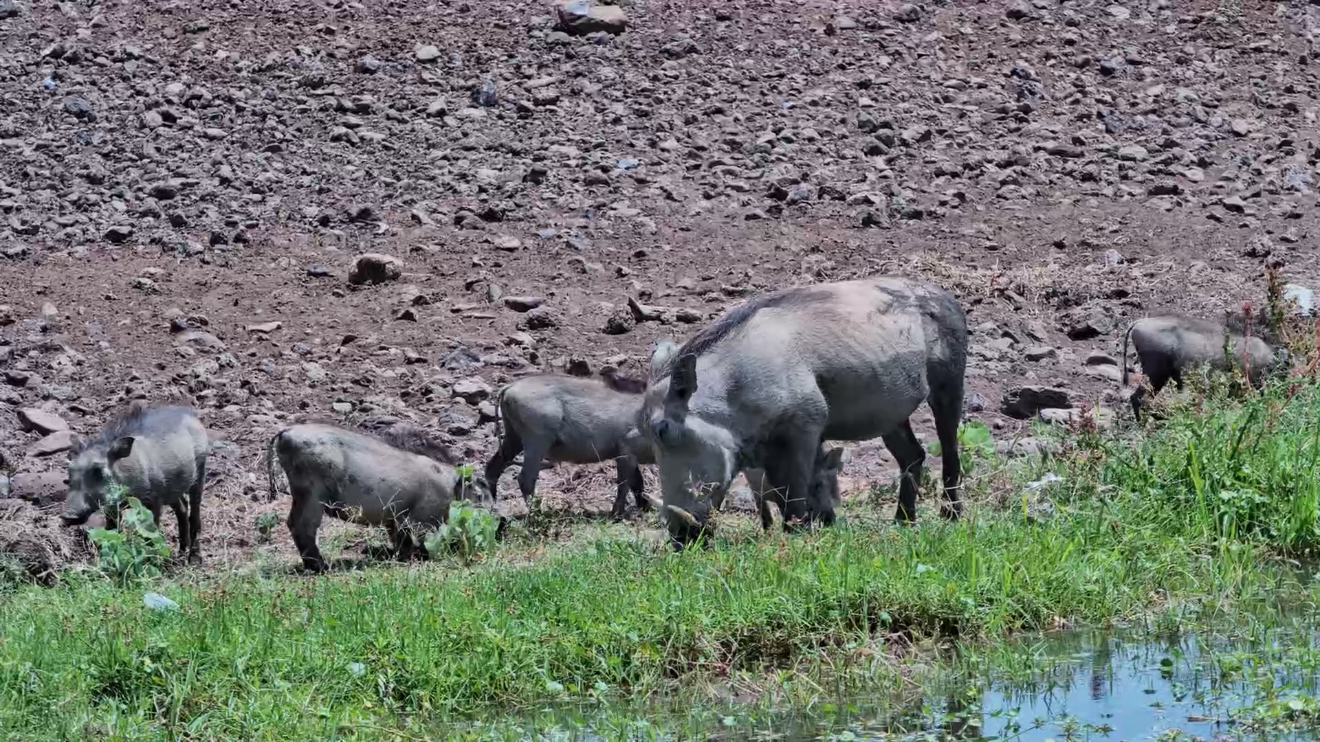 Piglets on Patrol at Tortilis