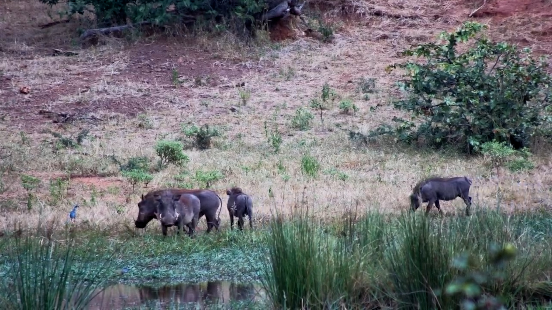 Warthog Family Feast