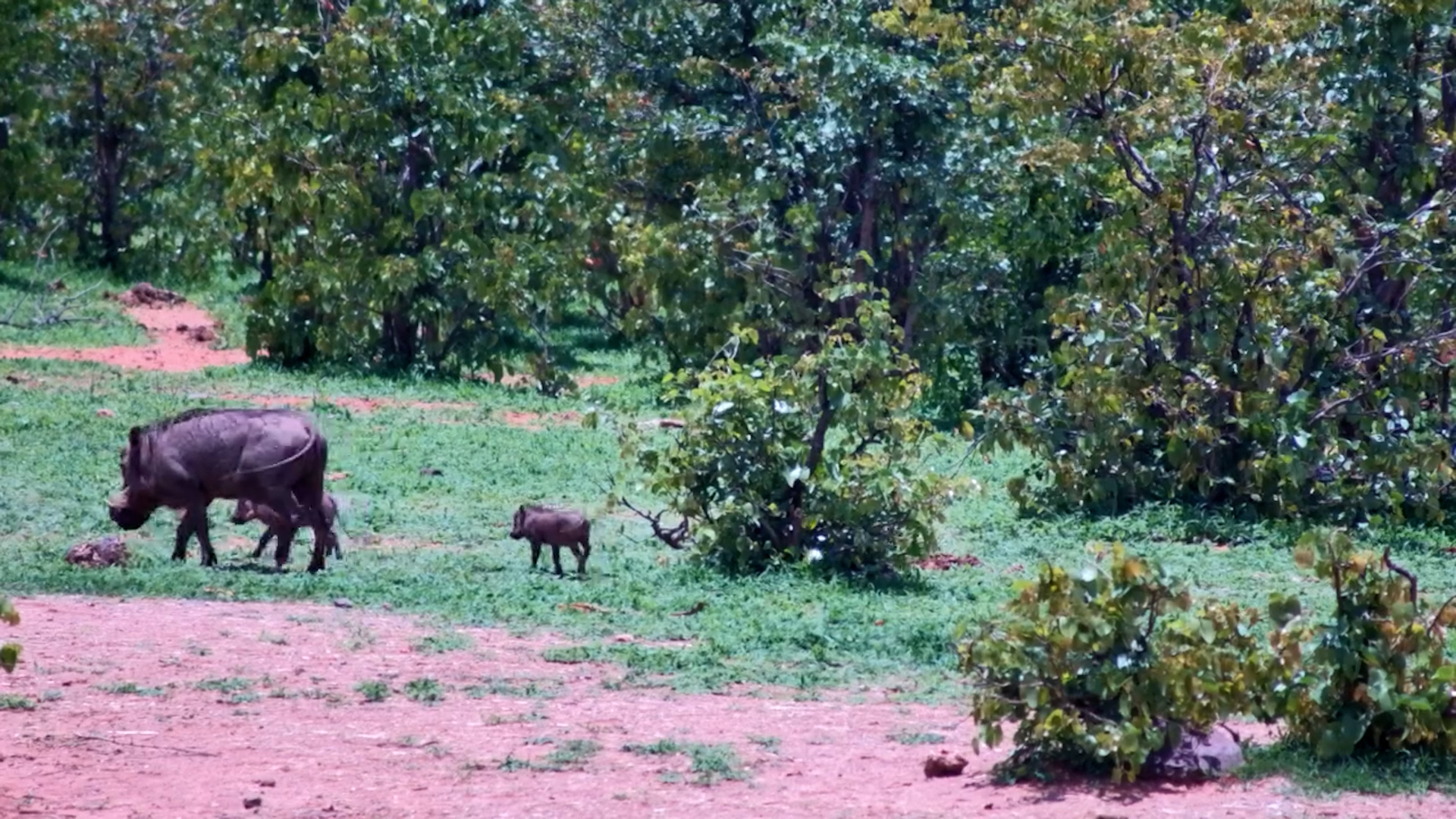 Playful Warthog Piglets at the Waterhole