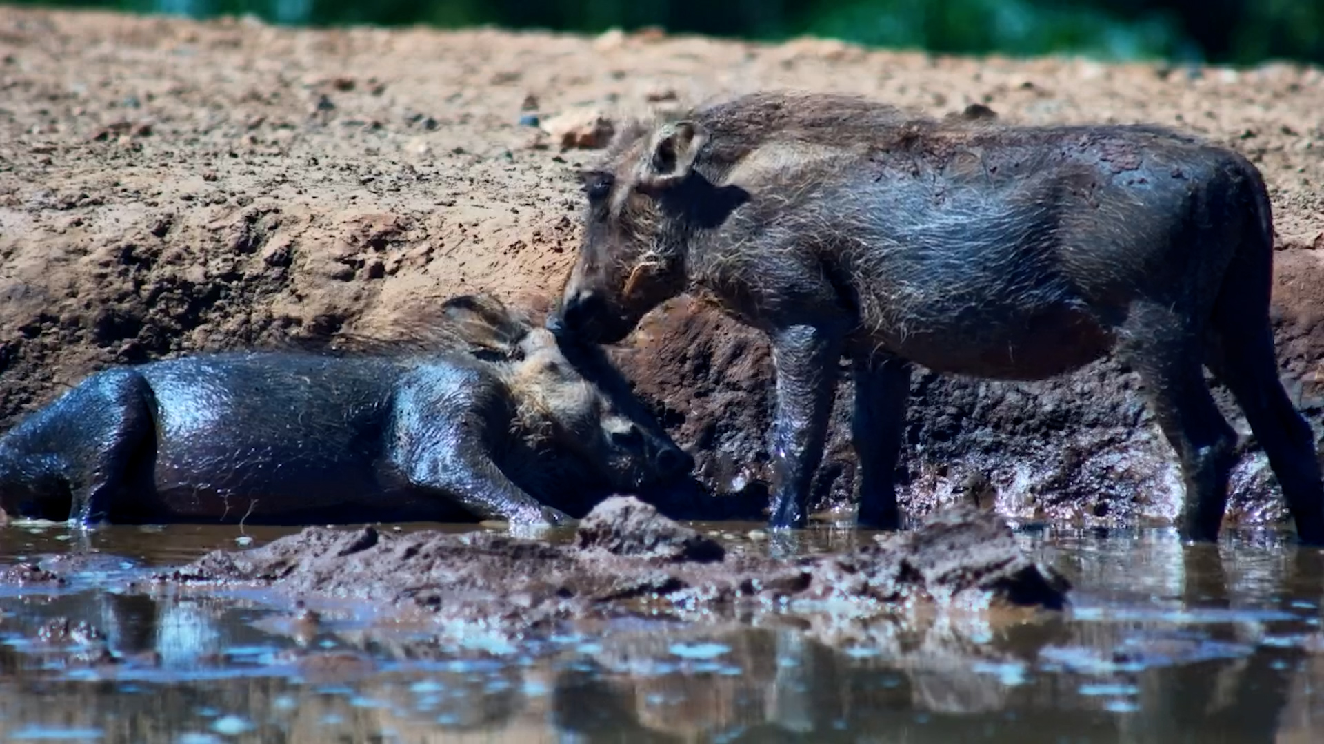 Adorable Piglets Wallow in Mud!