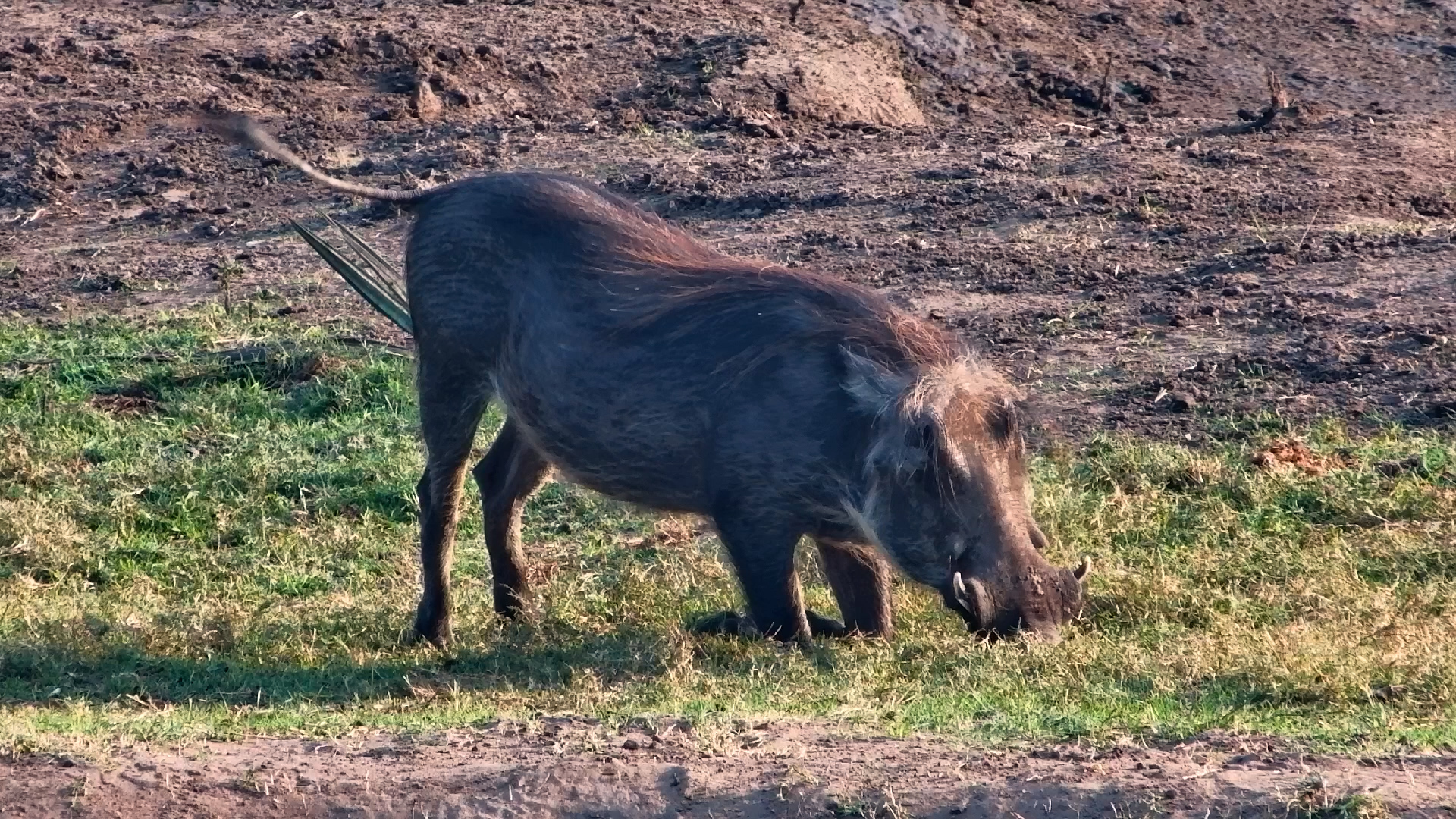 The Kneeling Grazer