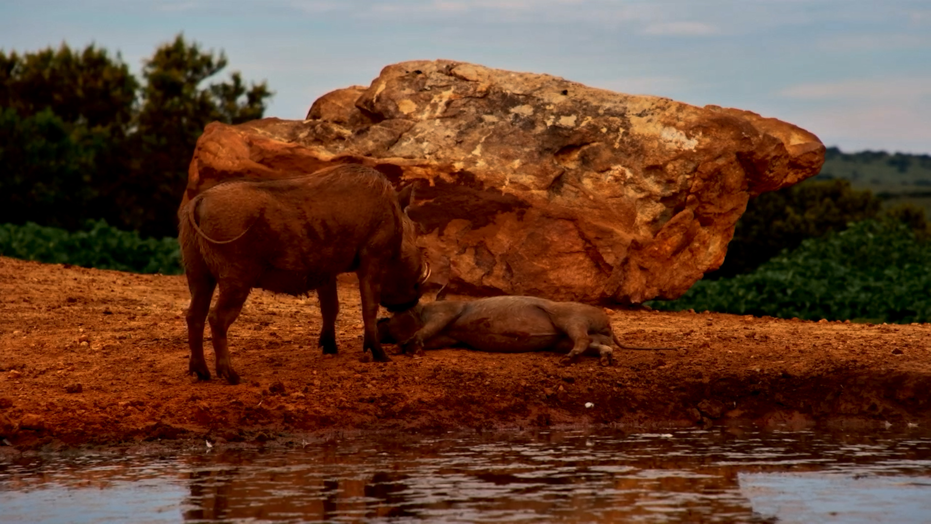 Warthog Grooming Her Piglet