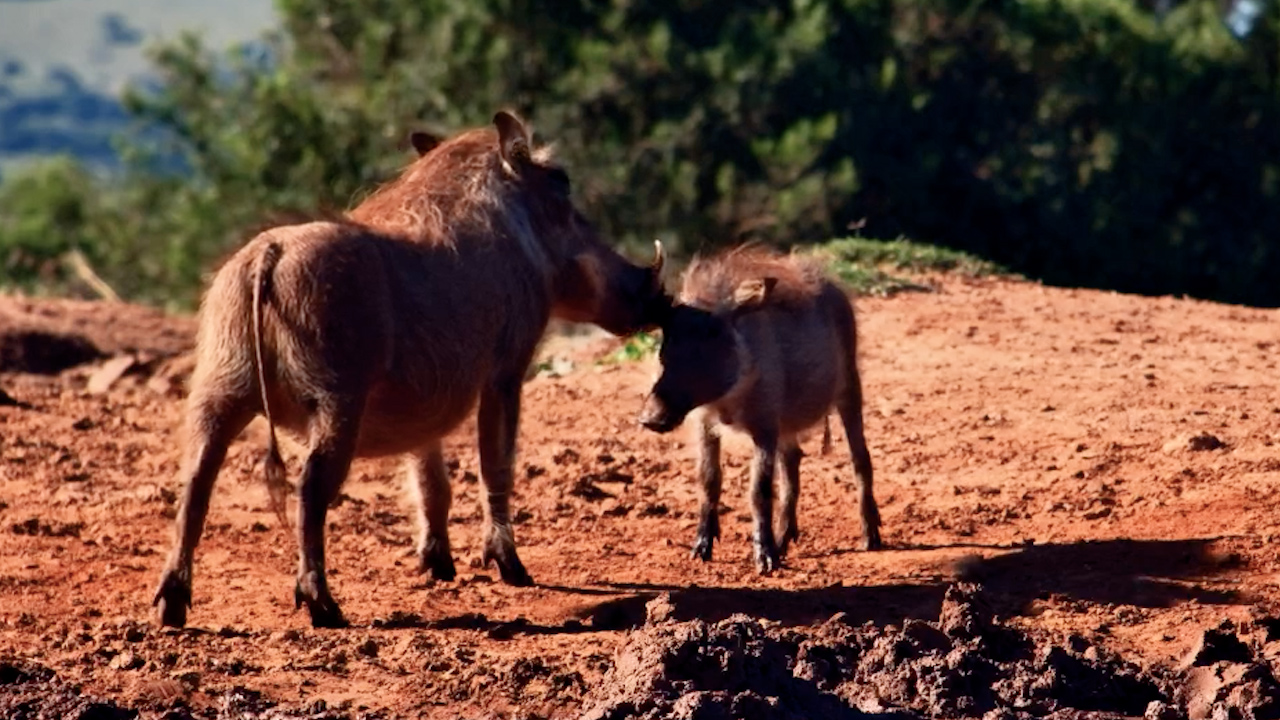 Warthog Mum Making Sure Her Little One Is Presentable