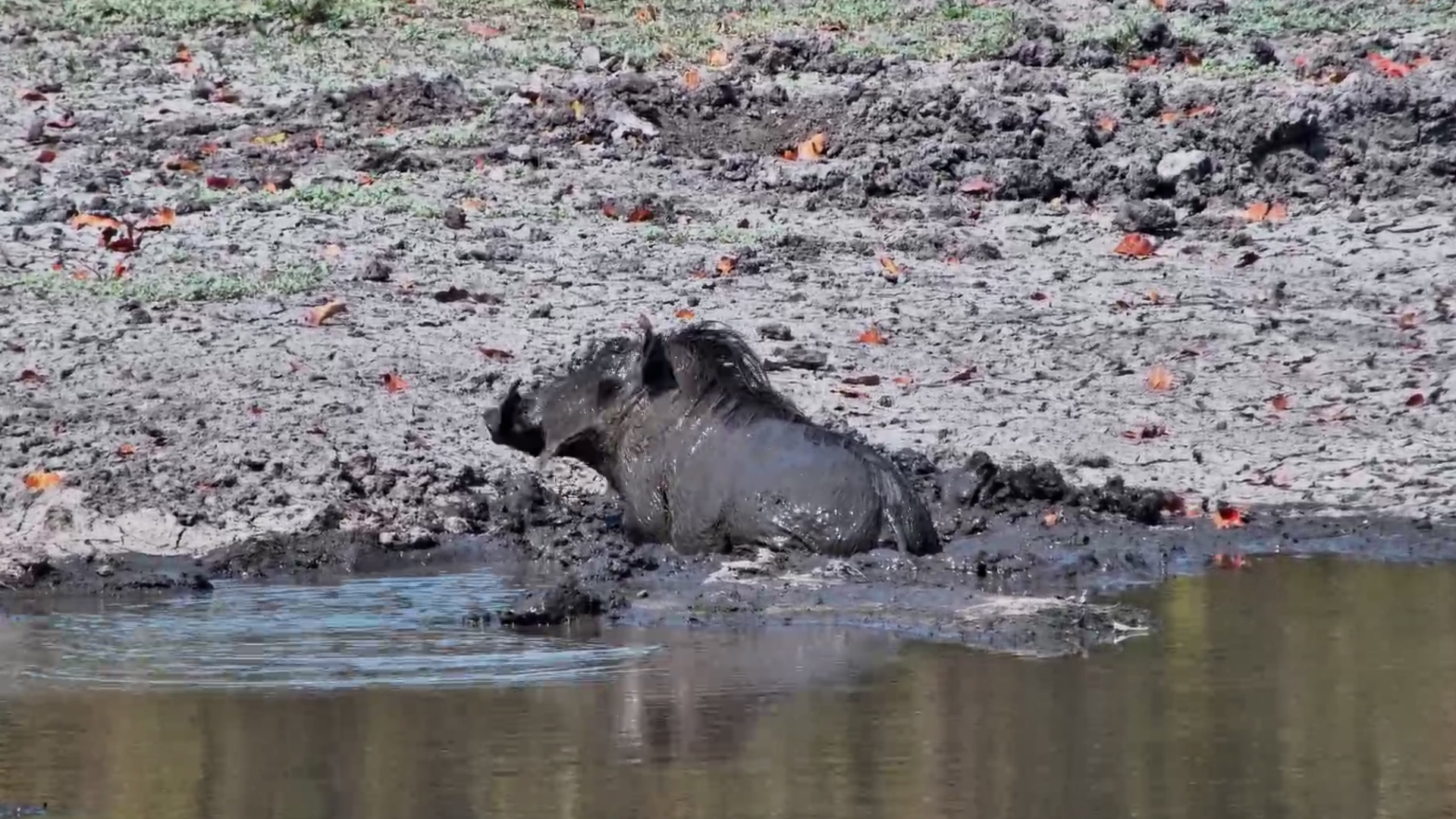 Warthog Finds Mud... Then Fully Commits