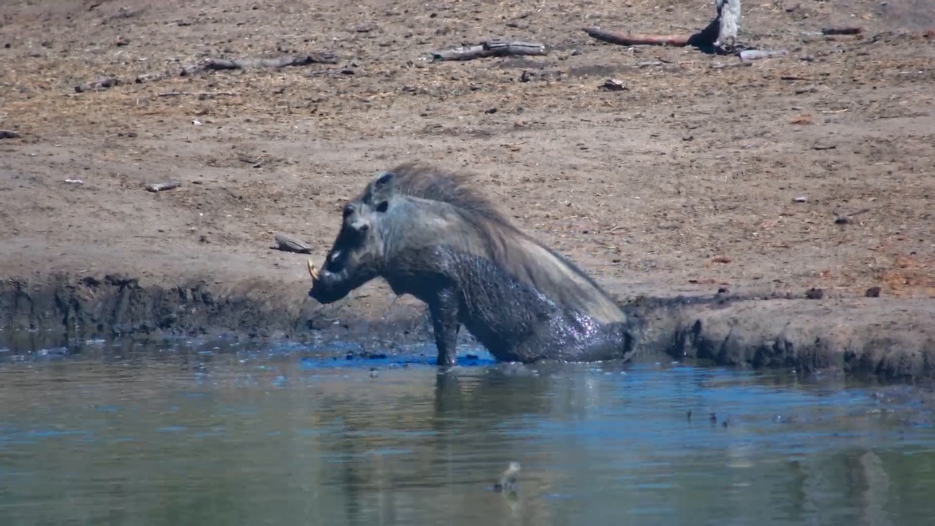 Warthog Gets Muddy at Serondella