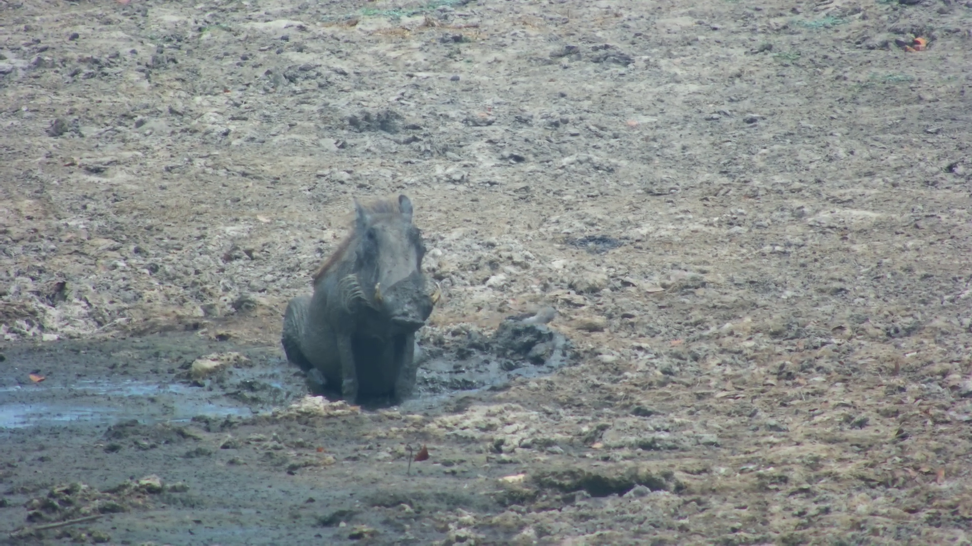 Warthog’s Mud Bath Fun at Twin Pan