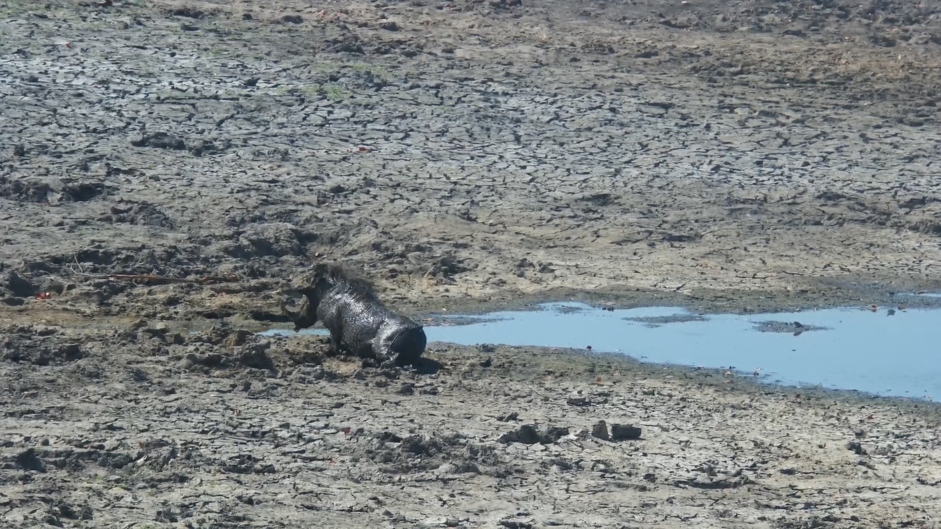 Warthog Spa Day — Mud Wallow Fun at Twin Pan