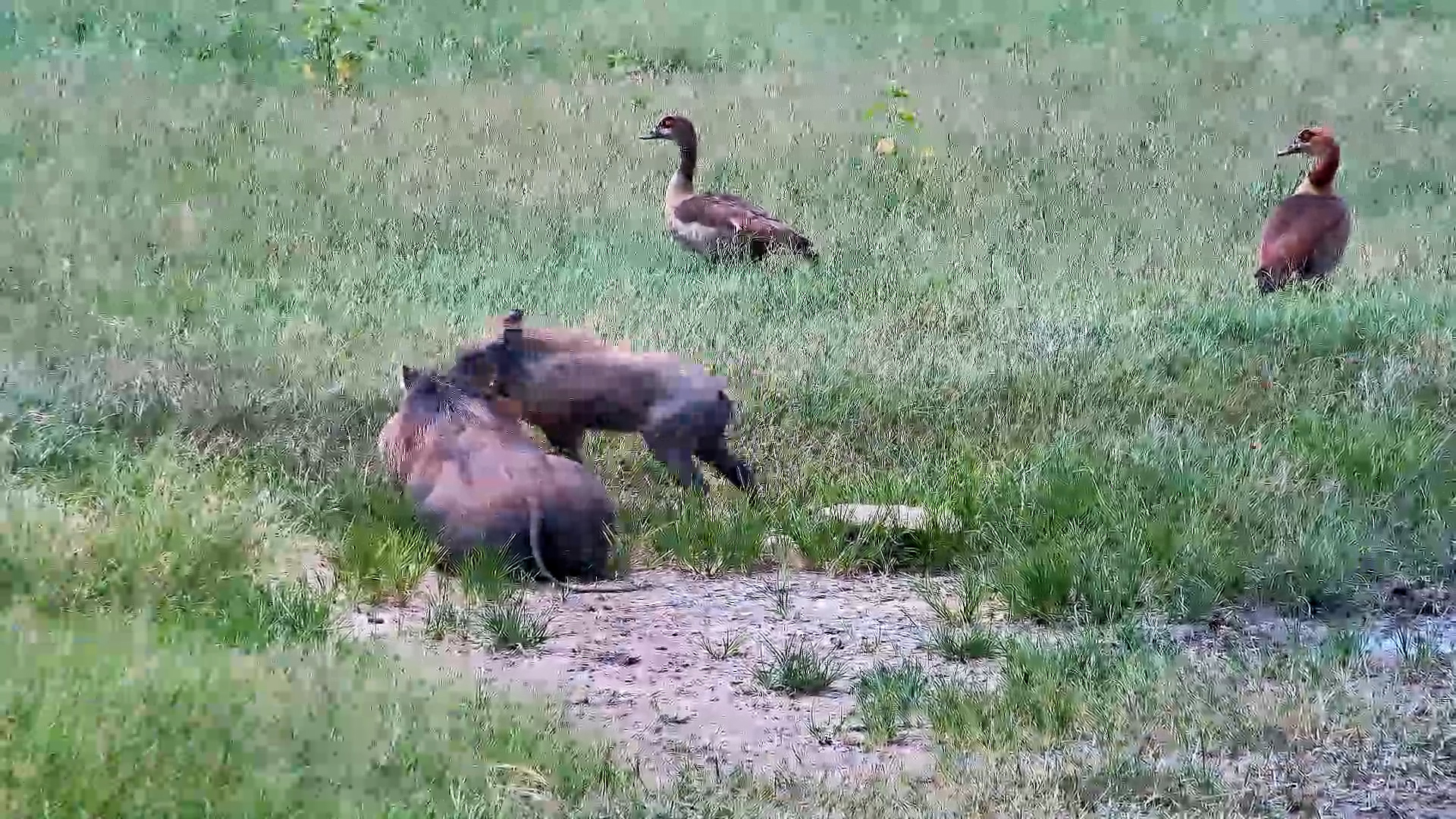 Piglet Chaos! Rolls Over Sleeping Mum