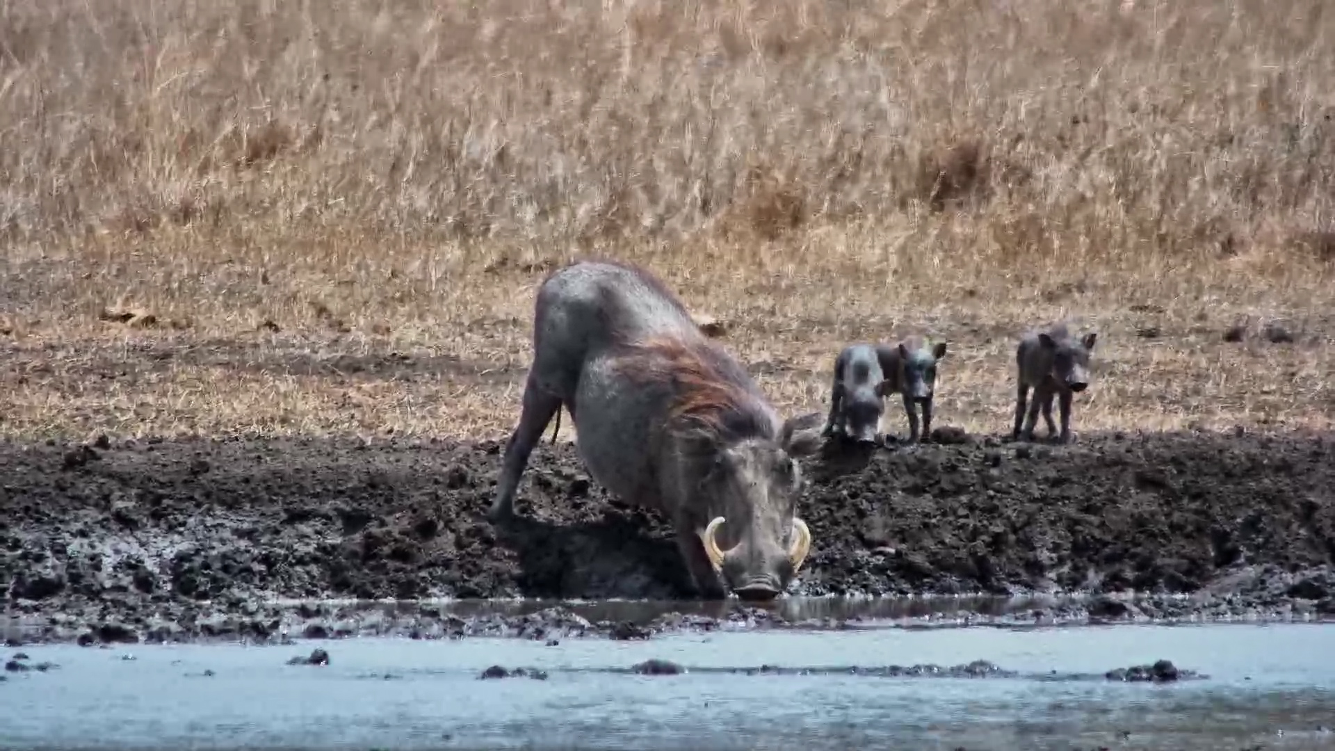 Look at Those TINY Warthog Piglets!