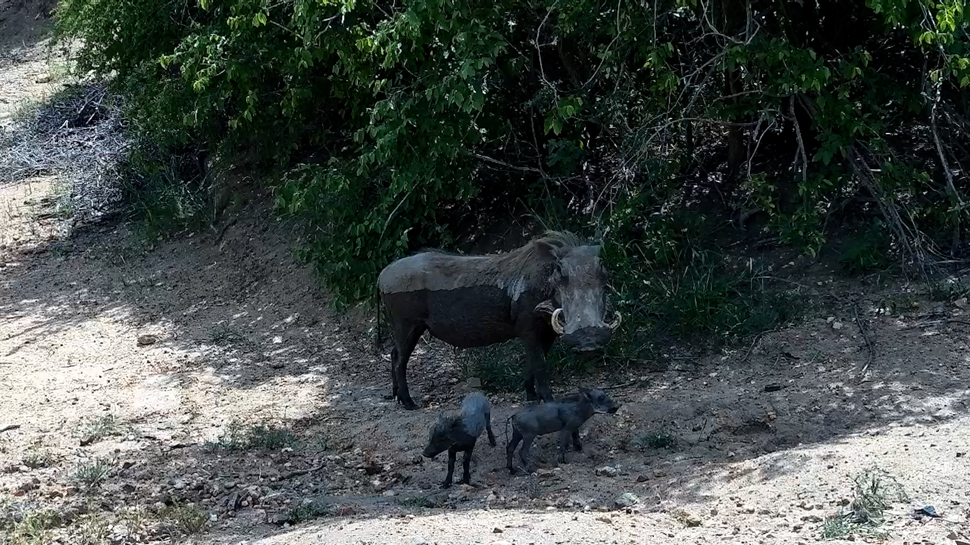 Warthog Piglets Nursing