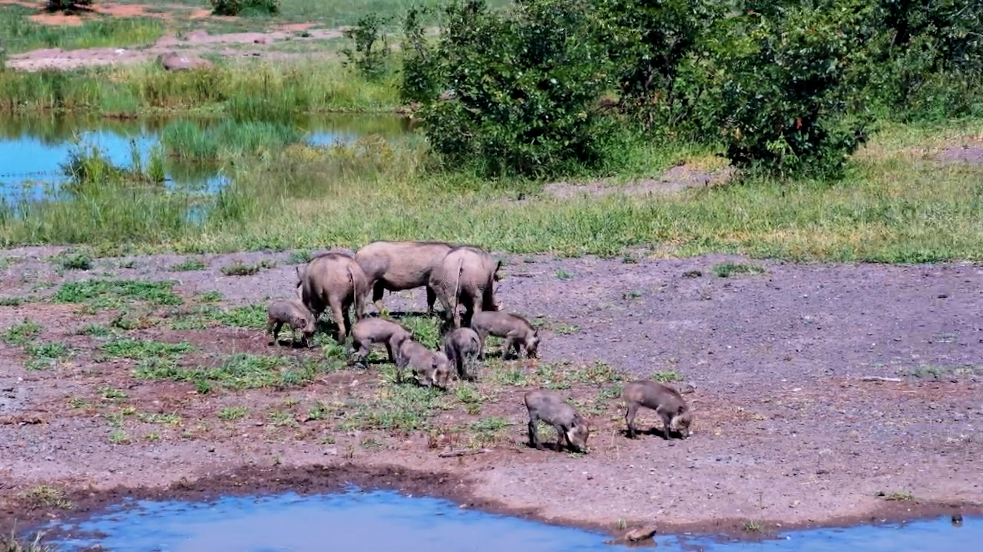 Warthog Families with Piglets Forage
