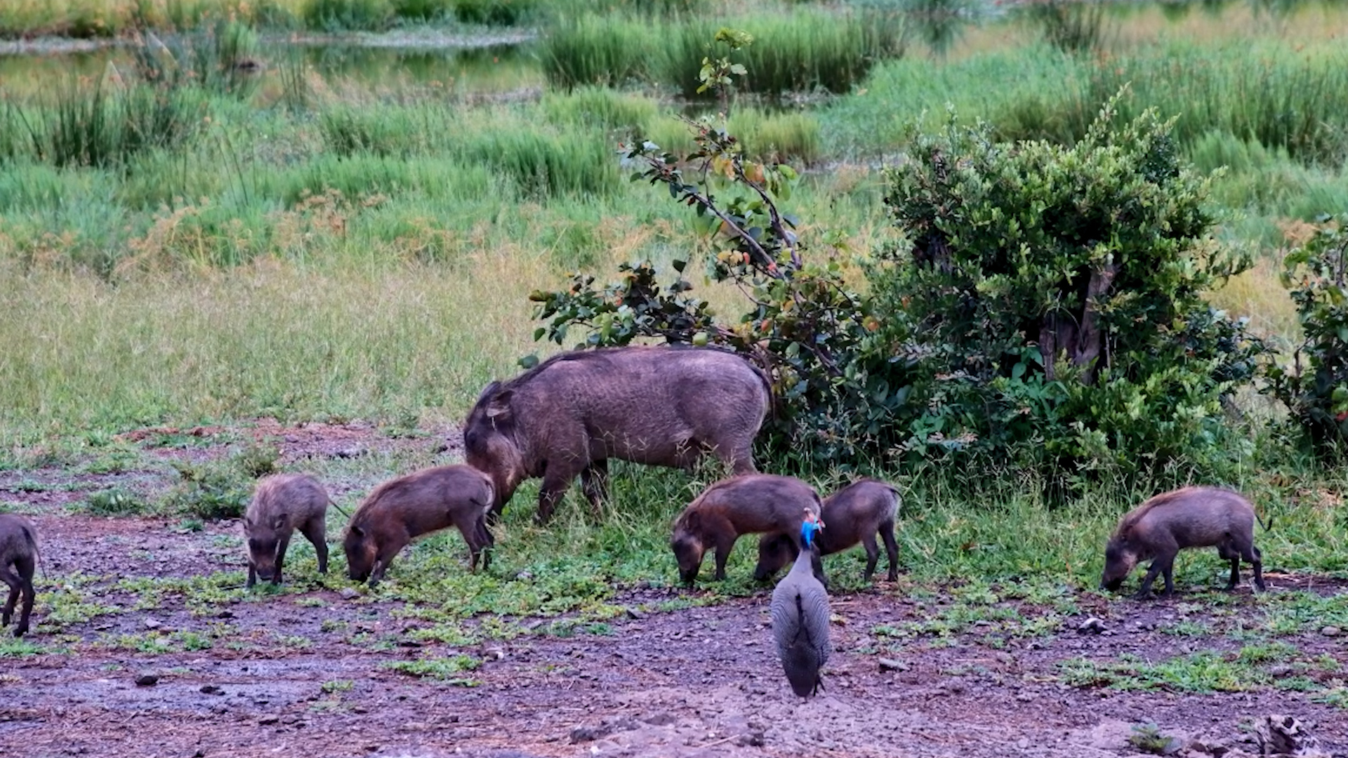 Tiny Warthog Piglets Explore the Waterhole
