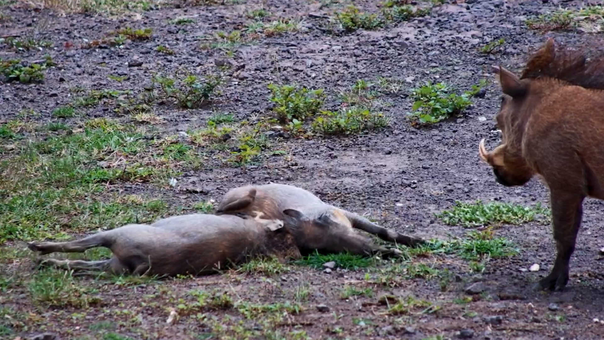 Piglets Take Five, Then Mum Says “Back to Work!”